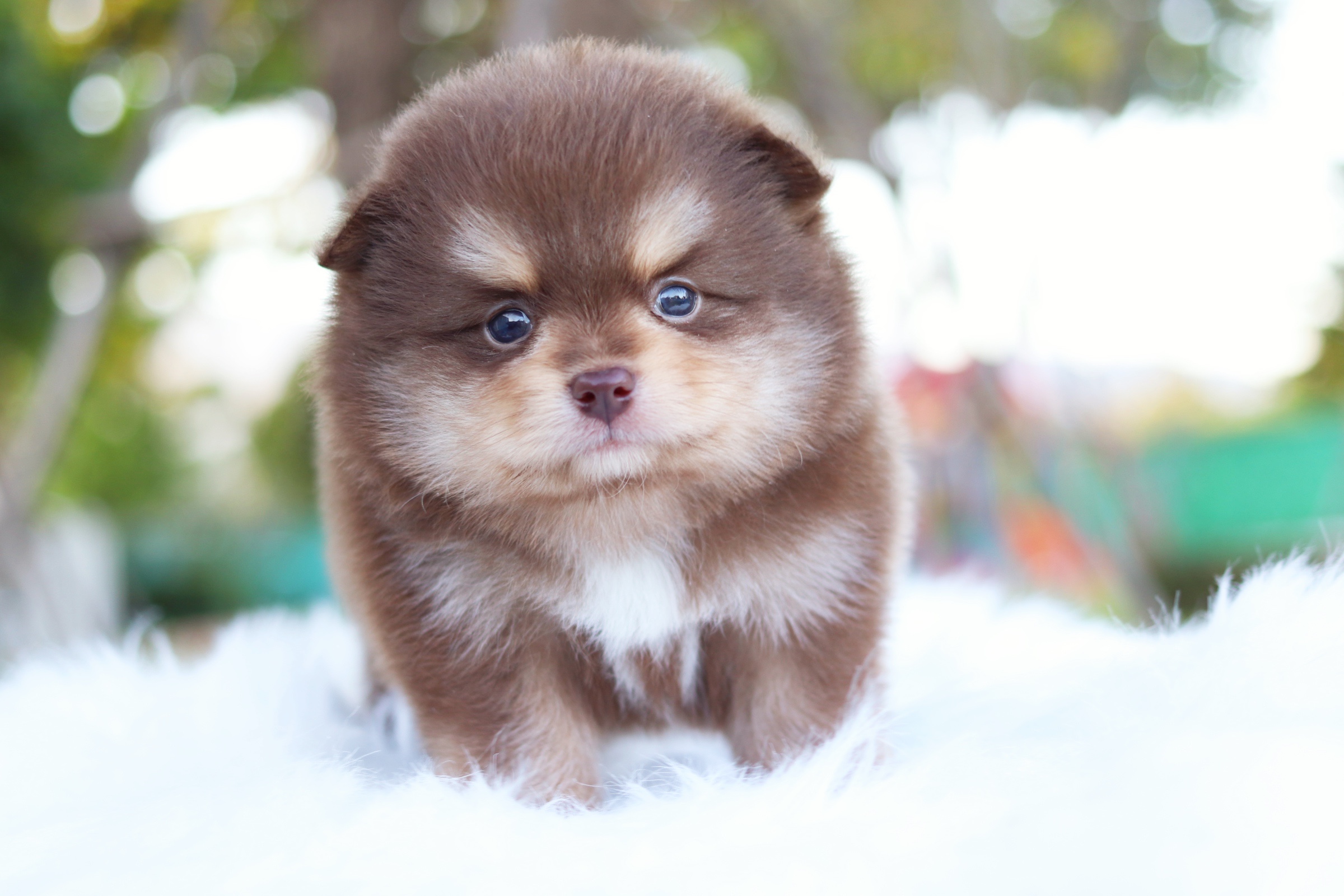 ปอมเมอเรเนียน เพศผู้ สีช็อคแทน