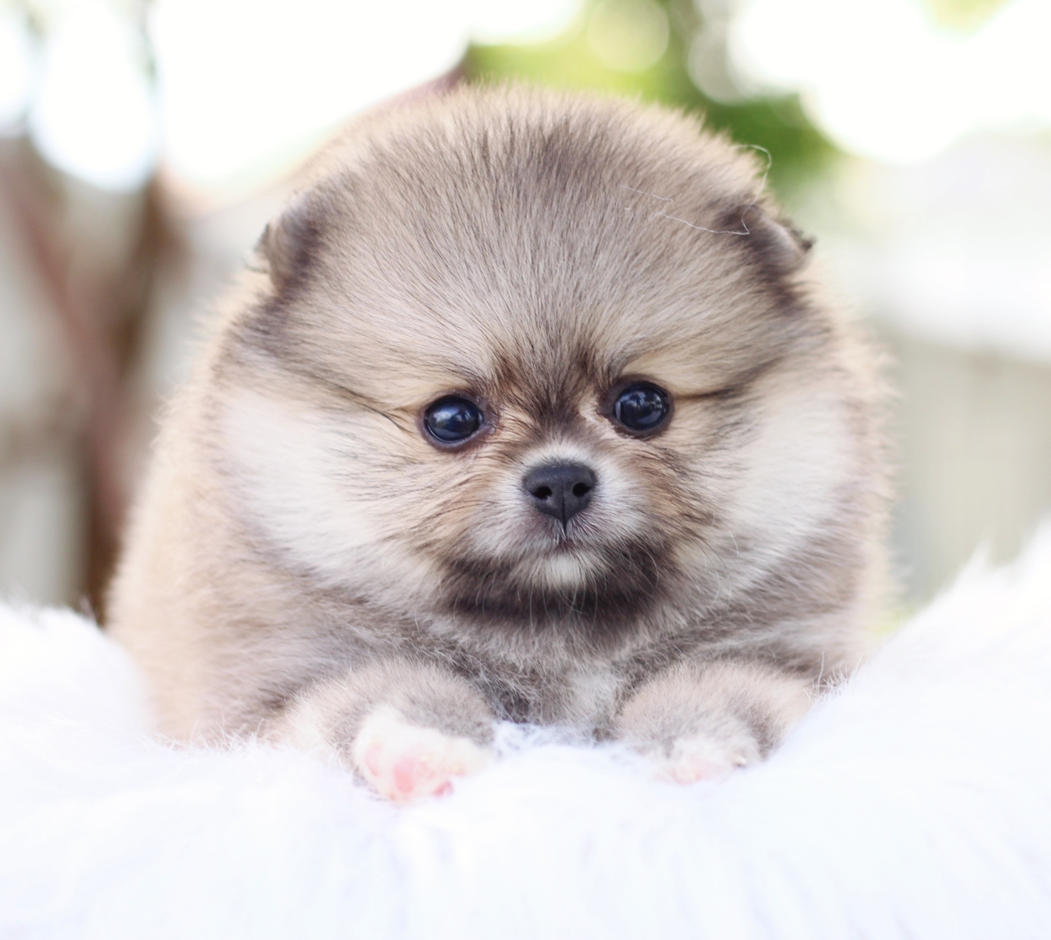 ปอมเมอเรเนียน เพศผู้สีส้ม