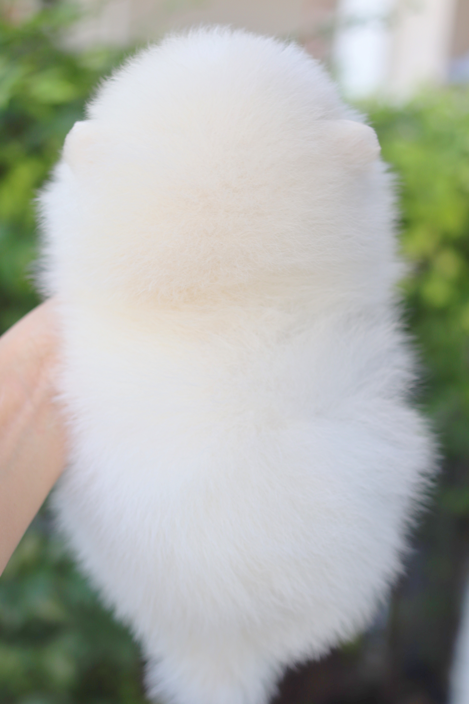 ปอมเมอเรเนียน เพศผู้สีขาวครีมเกรดโชว์