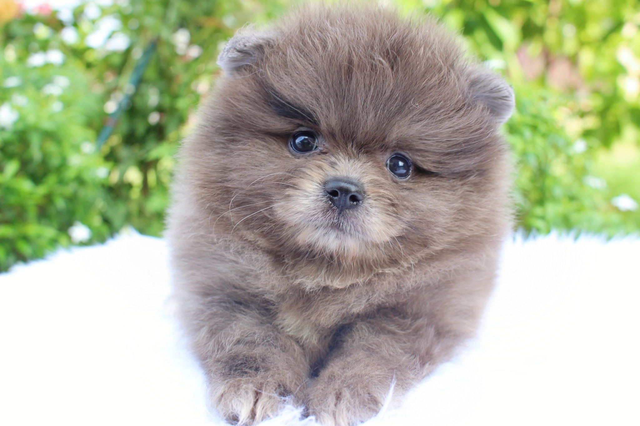 ปอมเมอเรเนียน เพศผู้ สีเมอร์เร่