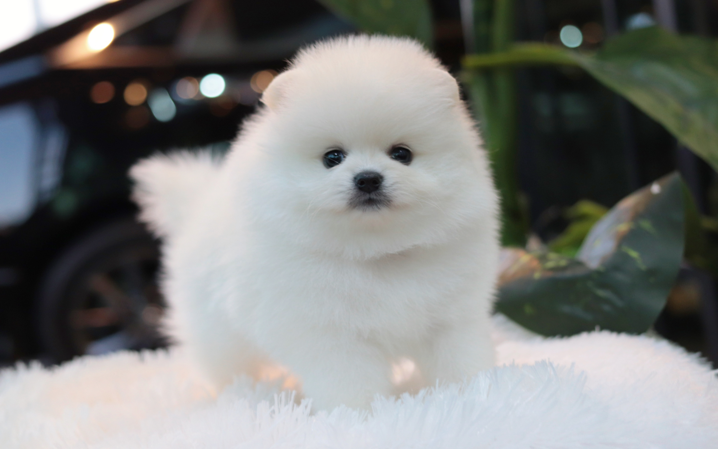 ปอมเมอเรเนียน เพศเมีย สีขาว เกรดโชว์