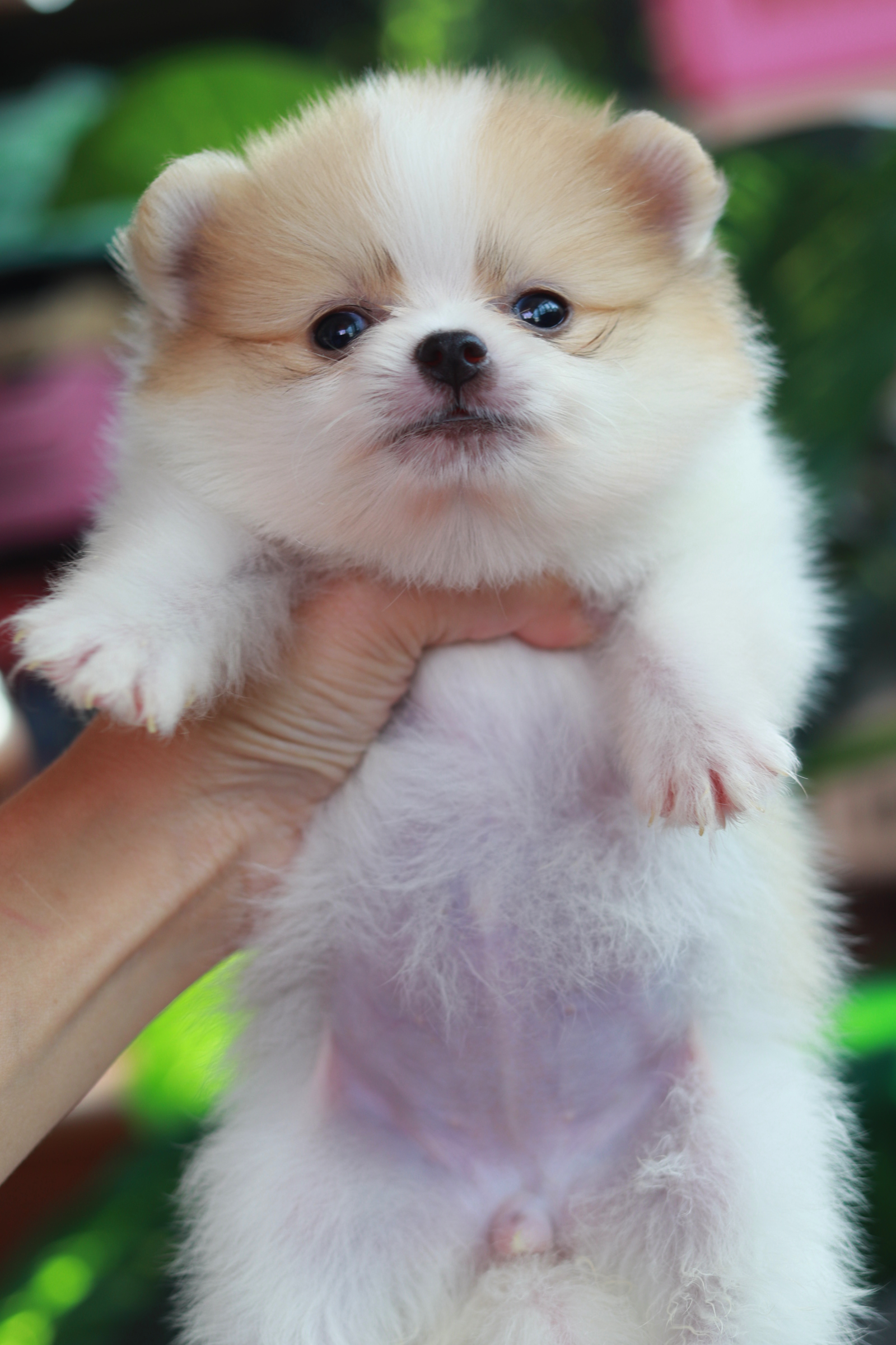 ปอมเมอเรเนียน เพศเมีย สีแฟนซี