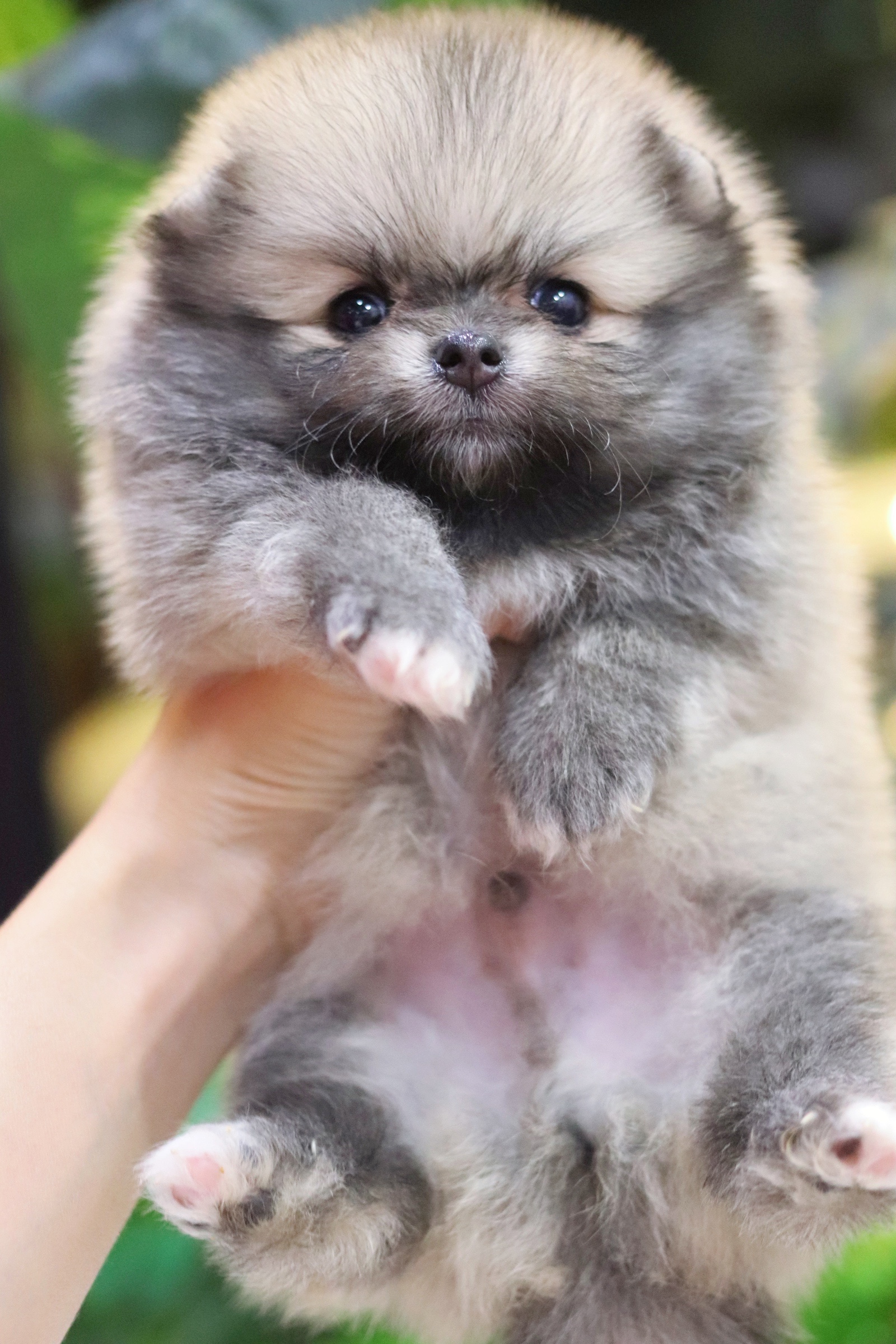 ปอมเมอเรเนียน เพศผู้สีส้ม