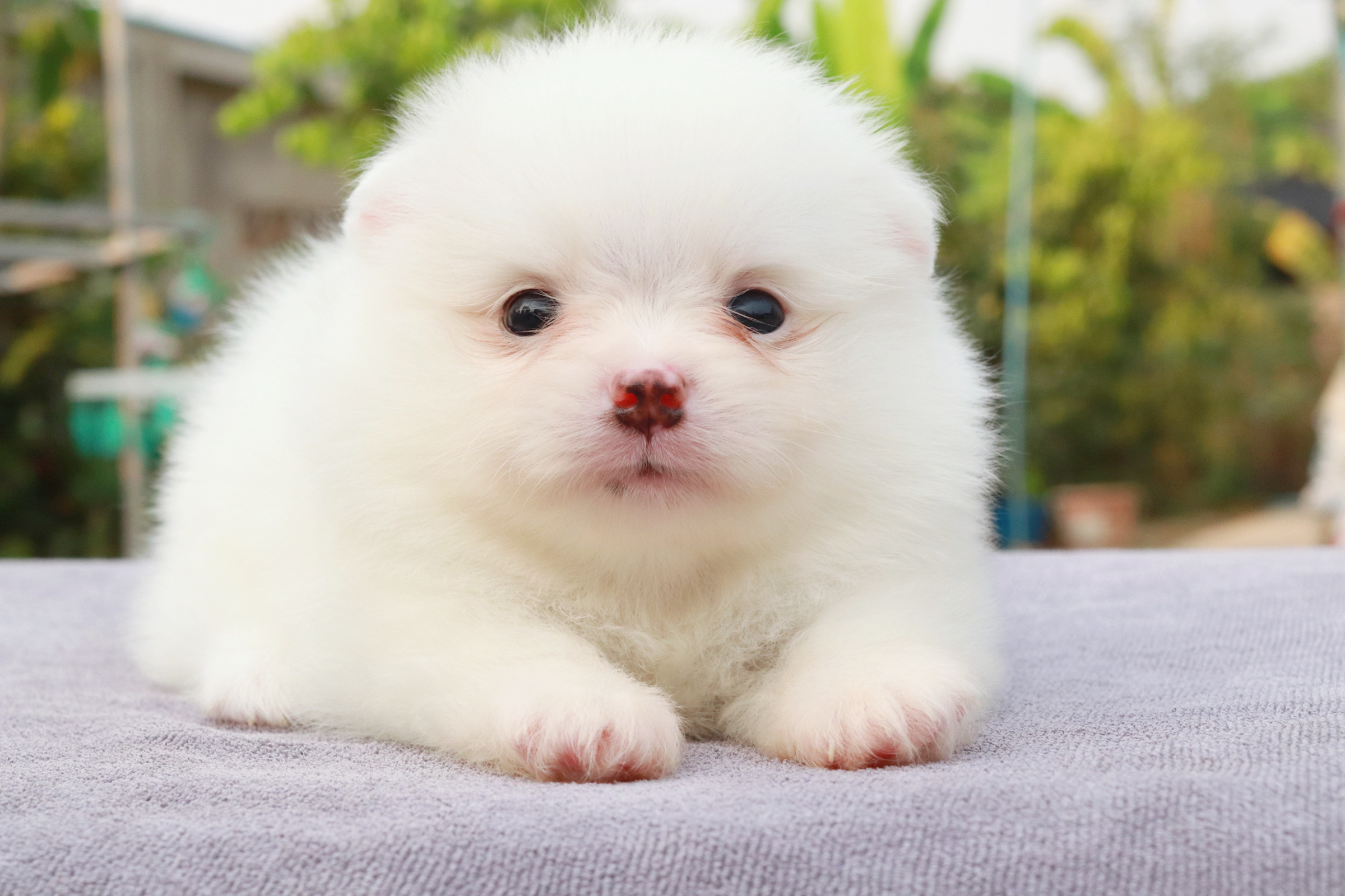 ปอมเมอเรเนียน เพศผู้ขาว