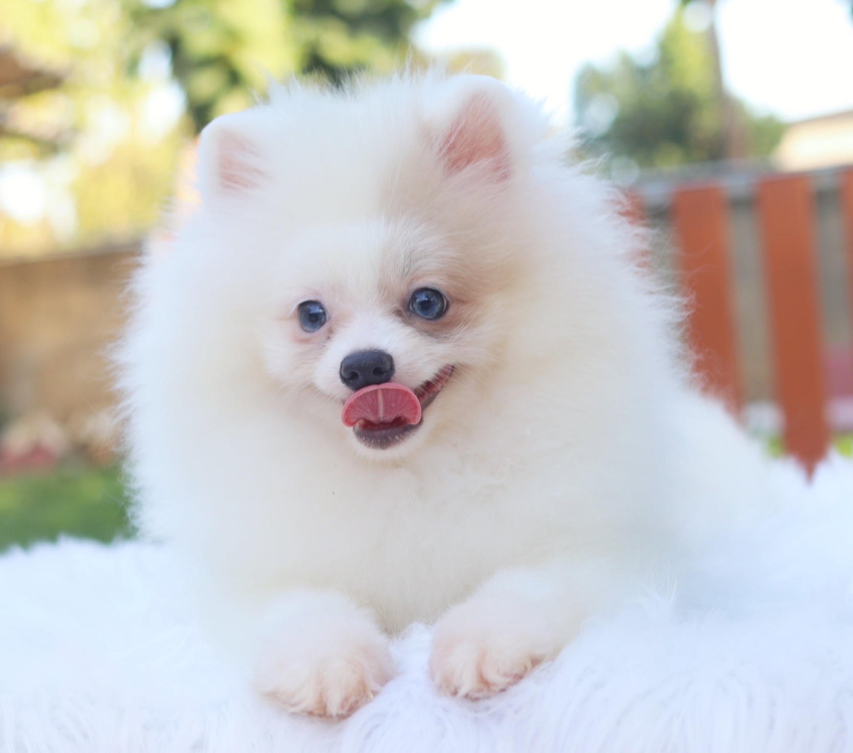 ปอมเมอเรเนียน เพศผู้ สีแฟนซีตาสีฟ้า