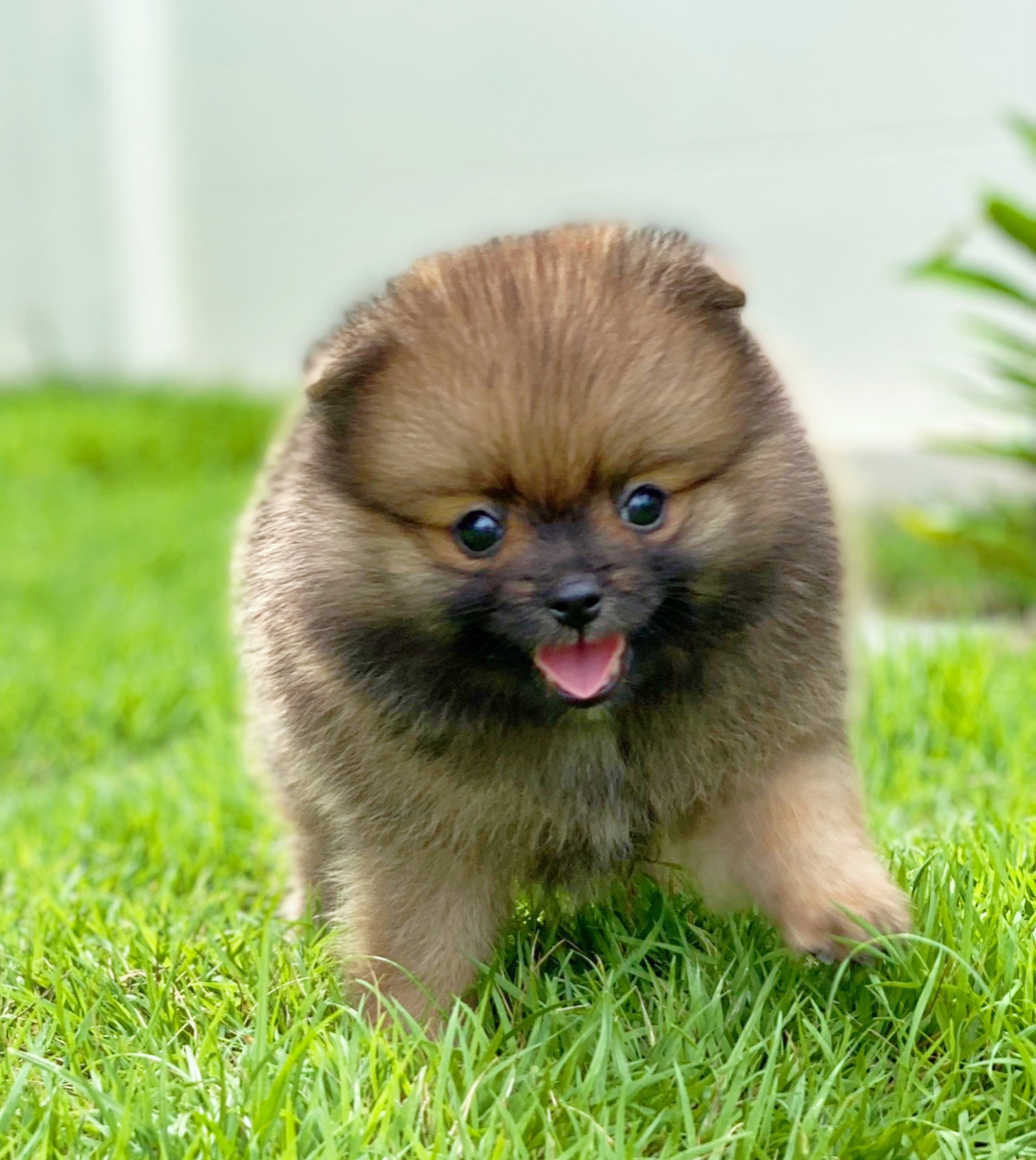 ปอมเมอเรเนียน เพศเมียสีส้ม