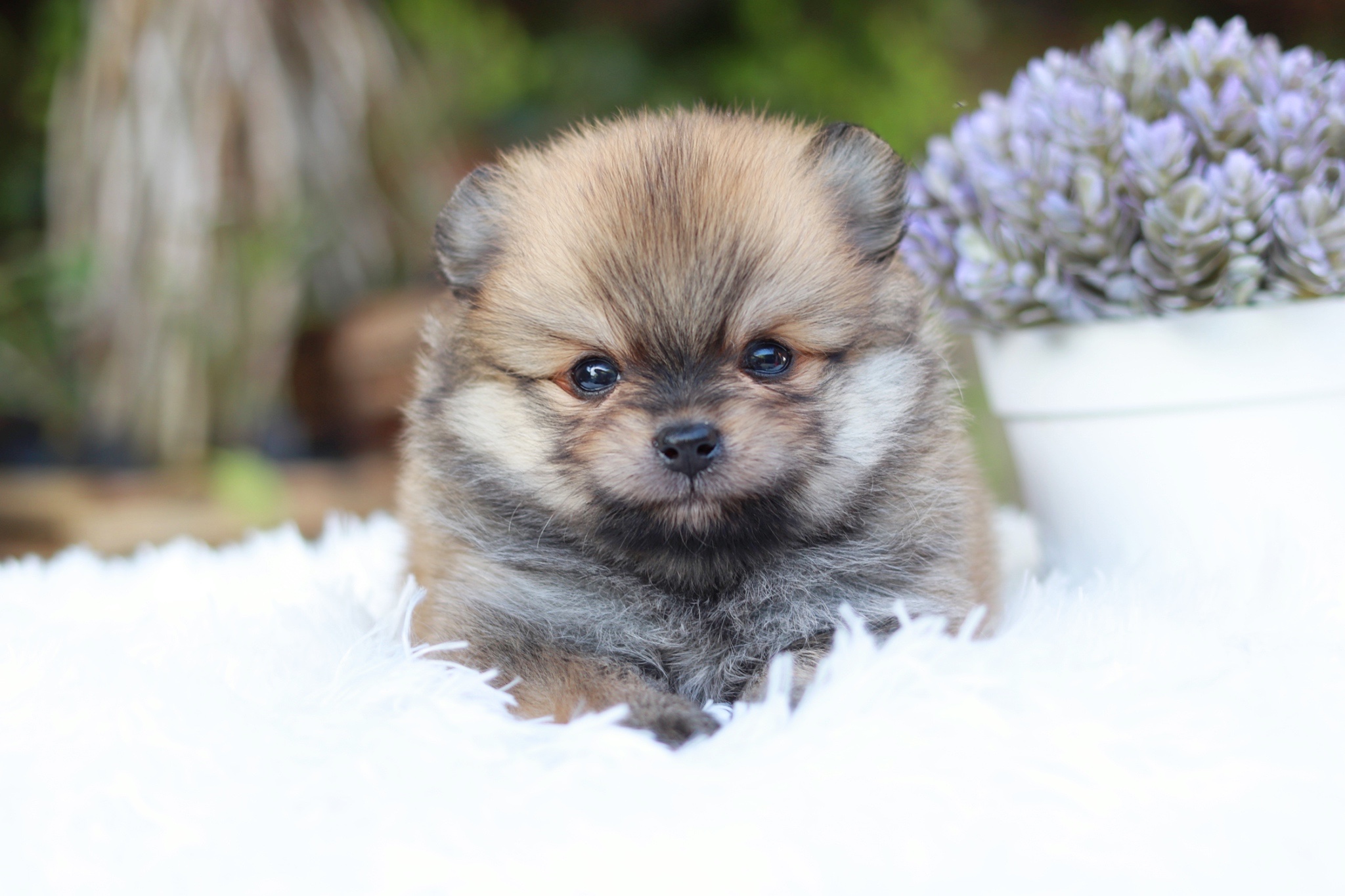 ปอมเมอเรเนียน เพศผู้ สีส้ม