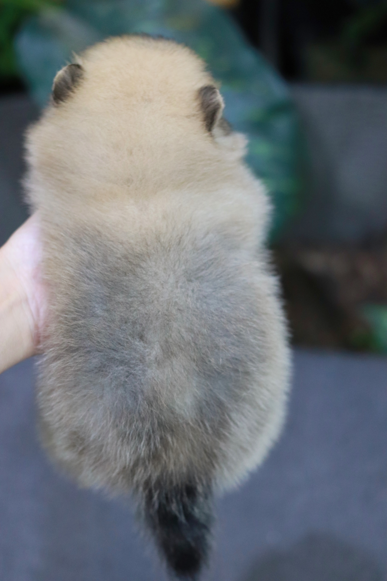 ปอมเมอเรเนียน เพศผู้ ไซส์เล็ก