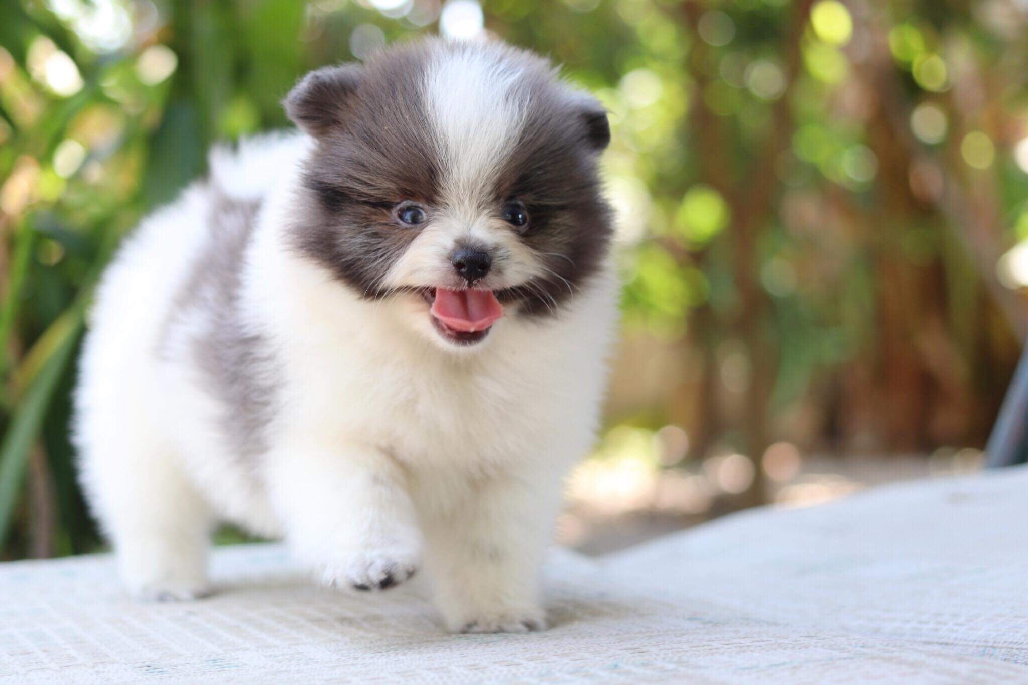 ปอมเมอเรเนียน เพศผู้บลูปาตี้