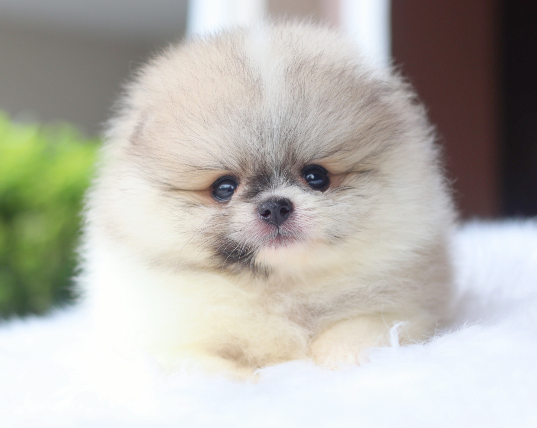 ปอมเมอเรเนียน เพศผู้สีแฟนซี