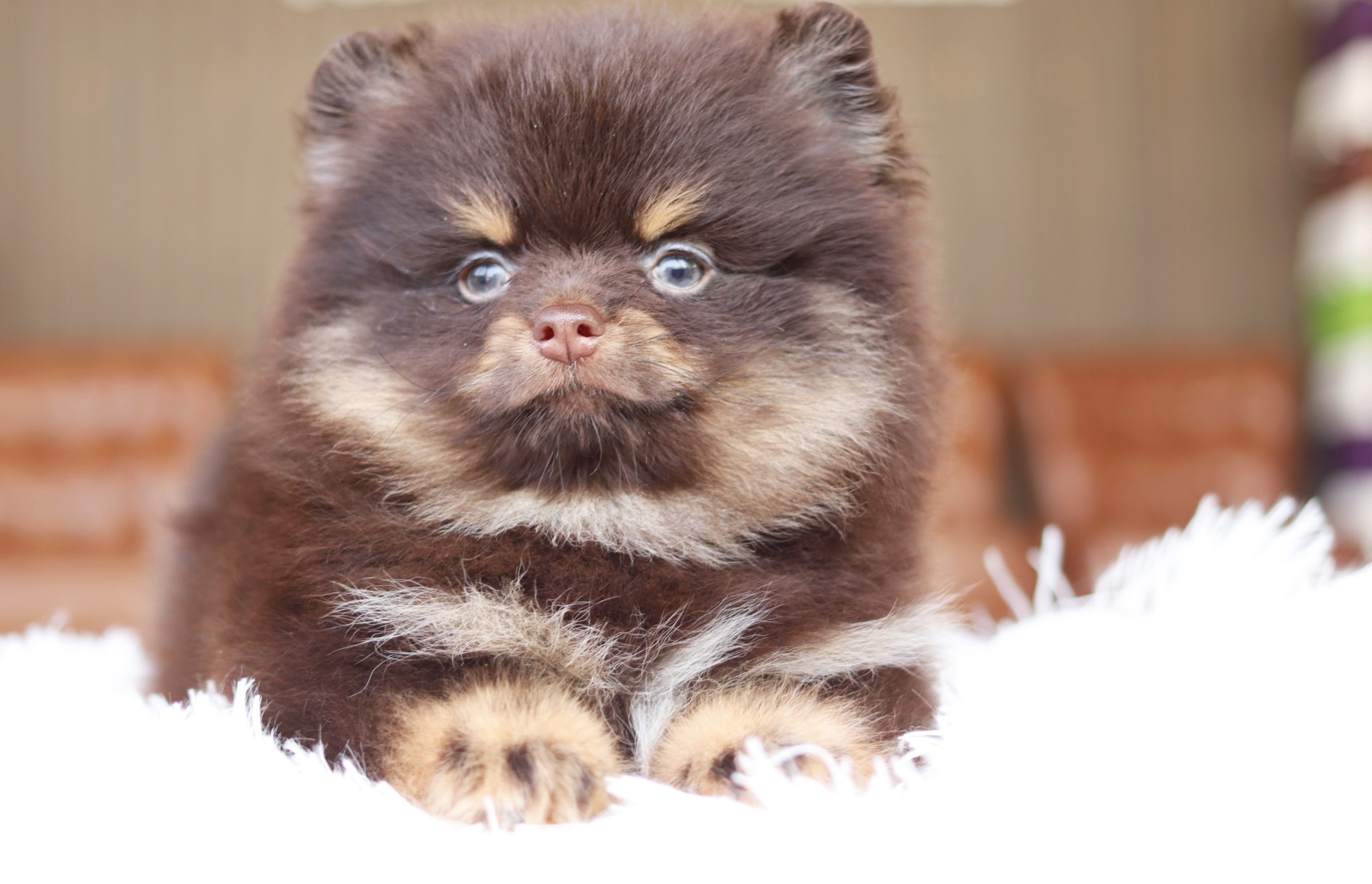 ปอมเมอเรเนียน เพศผู้ สีช็อคแทน