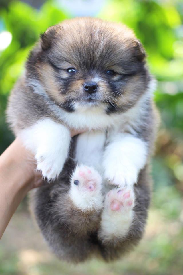 ปอมเมอเรเนียน เพศเมีย