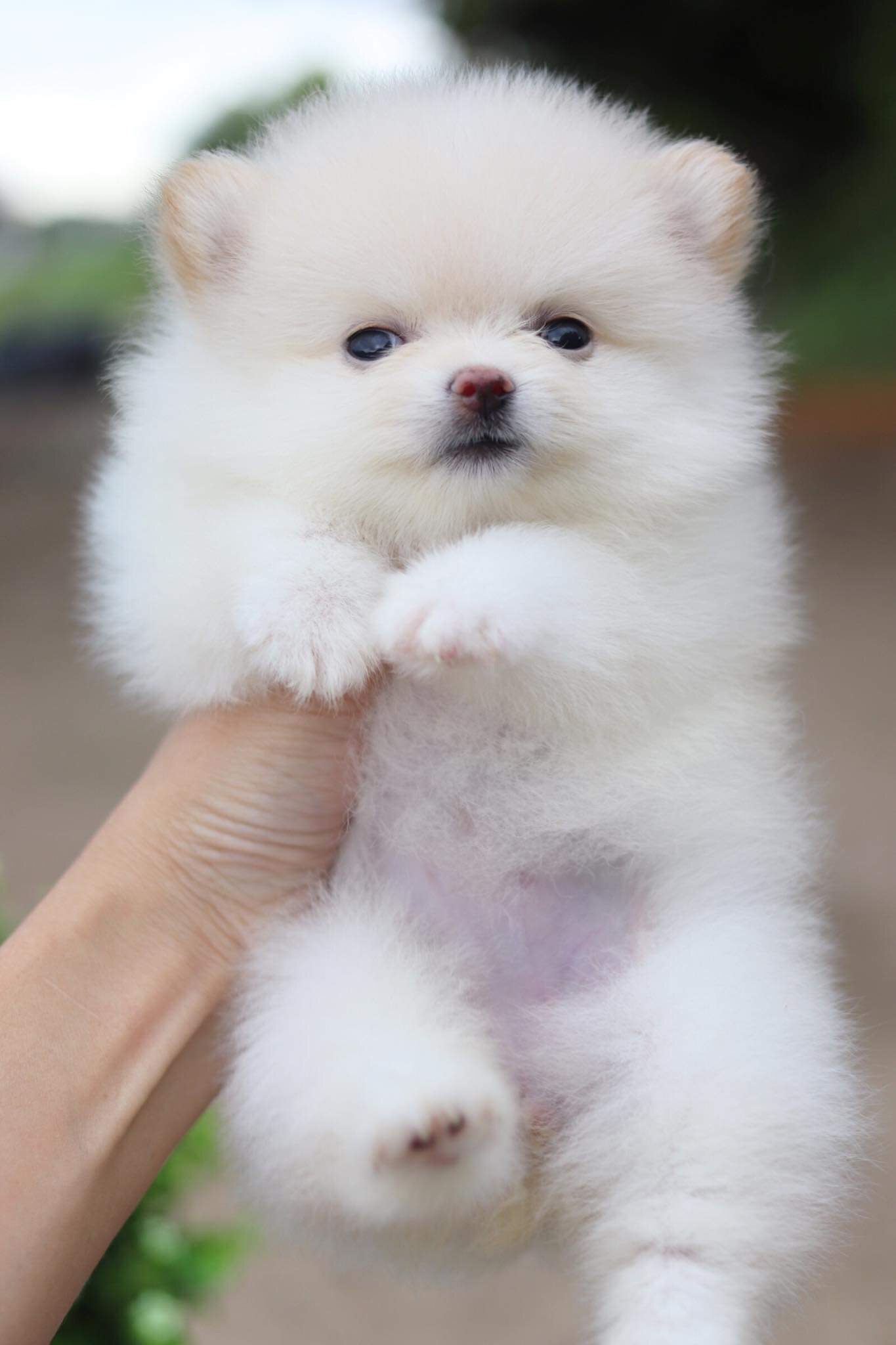 ปอมเมอเรเนียน เพศเมีย