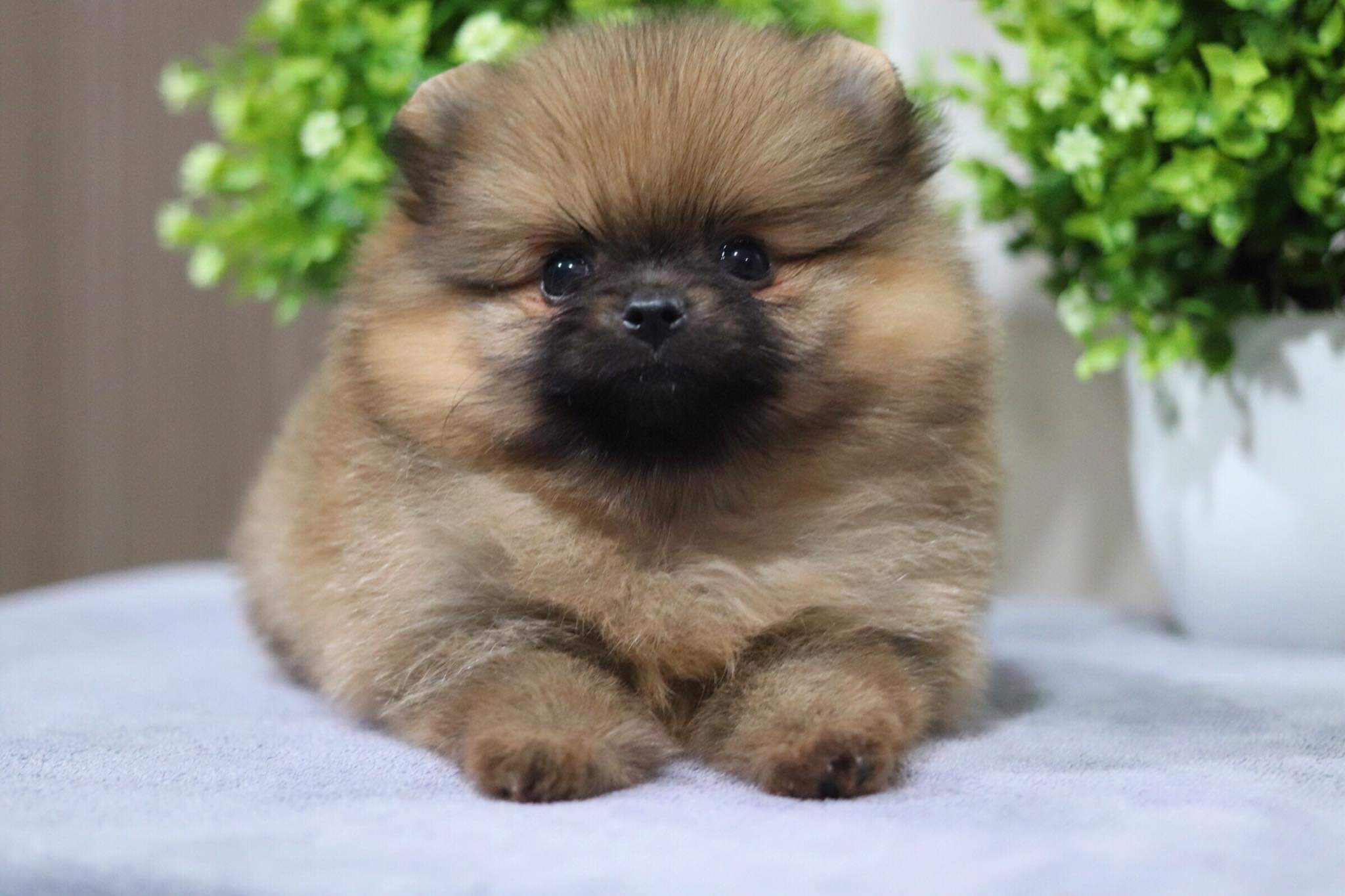 ปอมเมอเรเนียน เพศเมีย