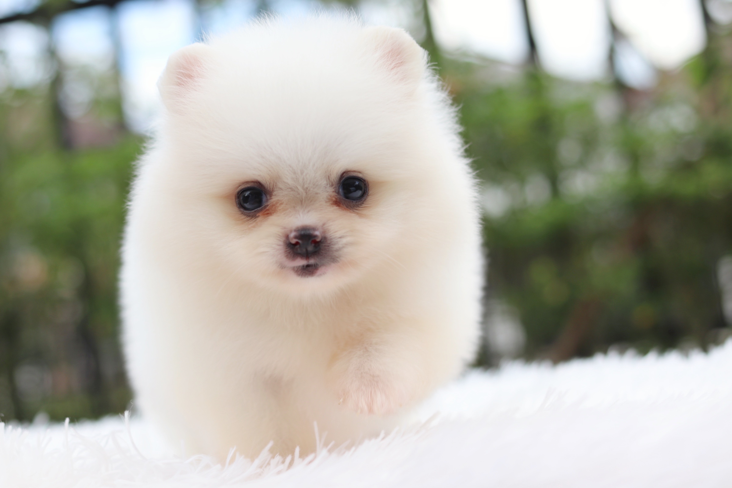 ปอมเมอเรเนียน เพศผู้ ขาวครีม ไซส์เล็ก เตี้ยสั้น