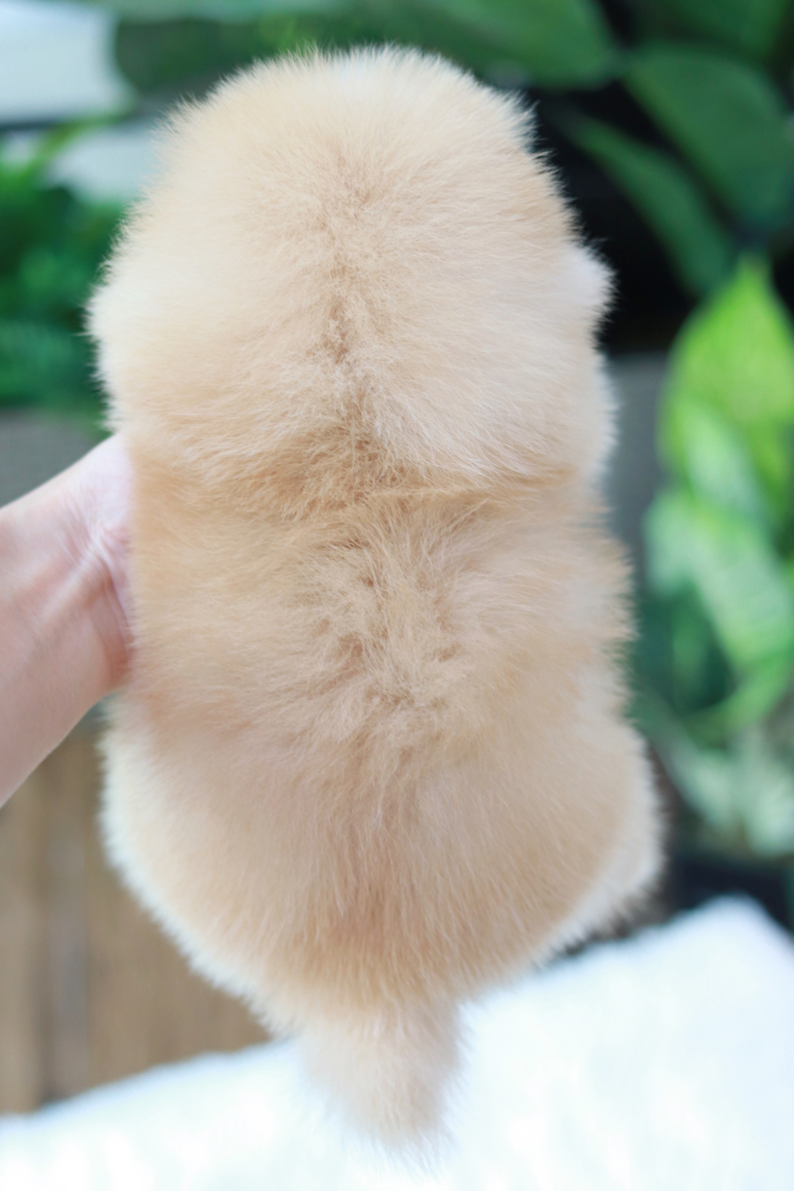 ปอมเมอเรเนียน เพศเมีย