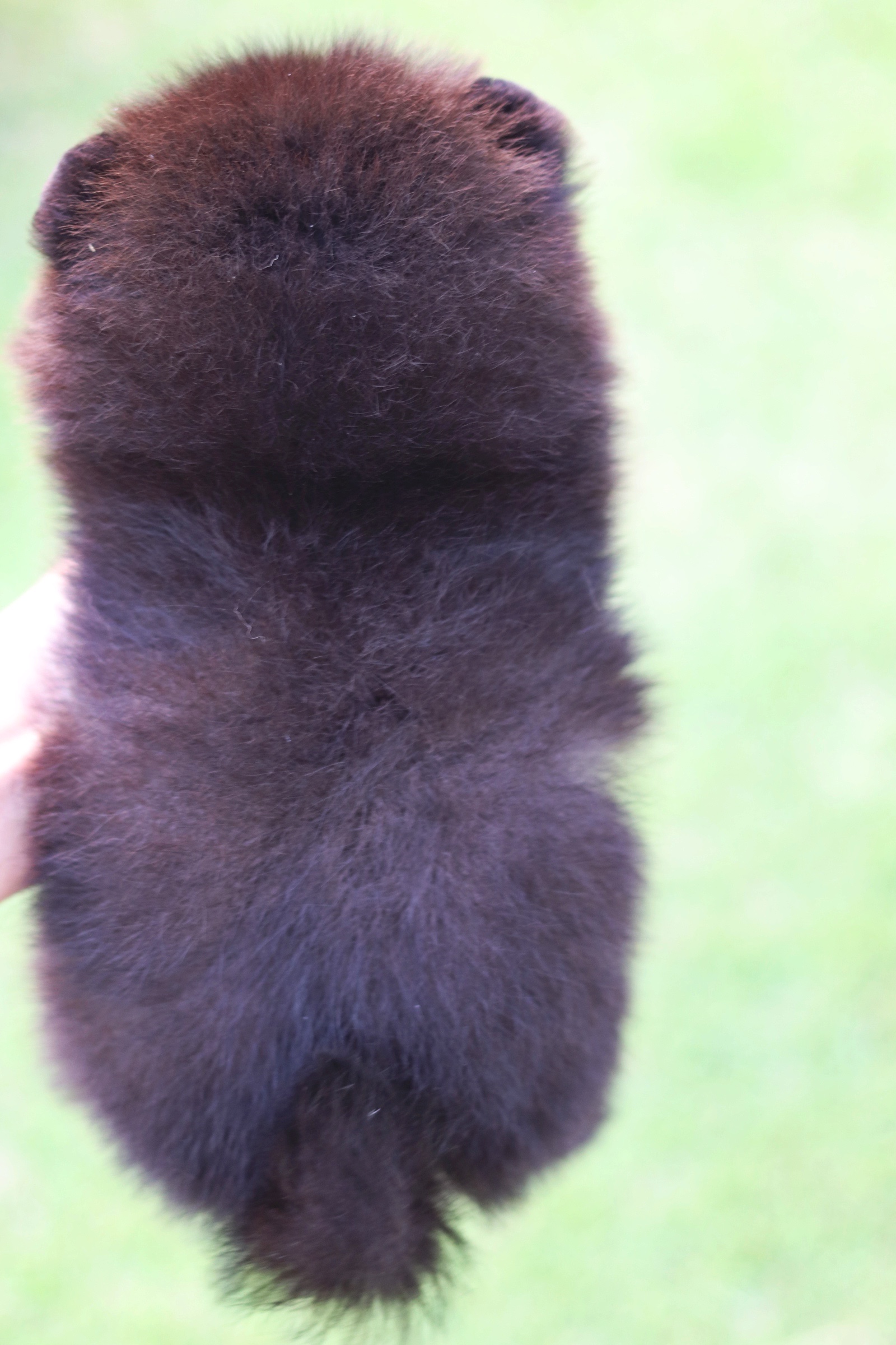 ปอมเมอเรเนียน เพศเมียสีดำไซส์เล็ก