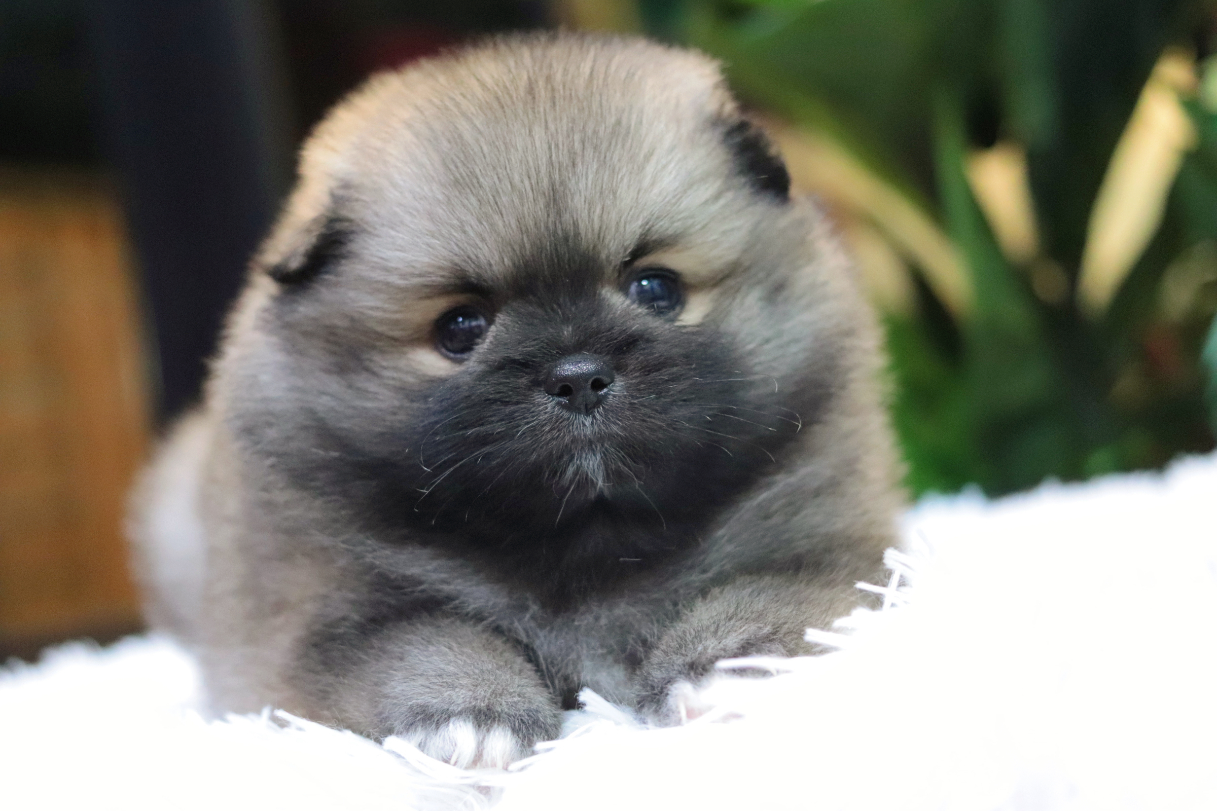 ปอมเมอเรเนียน เพศผู้สีส้มเซเบิ้ล