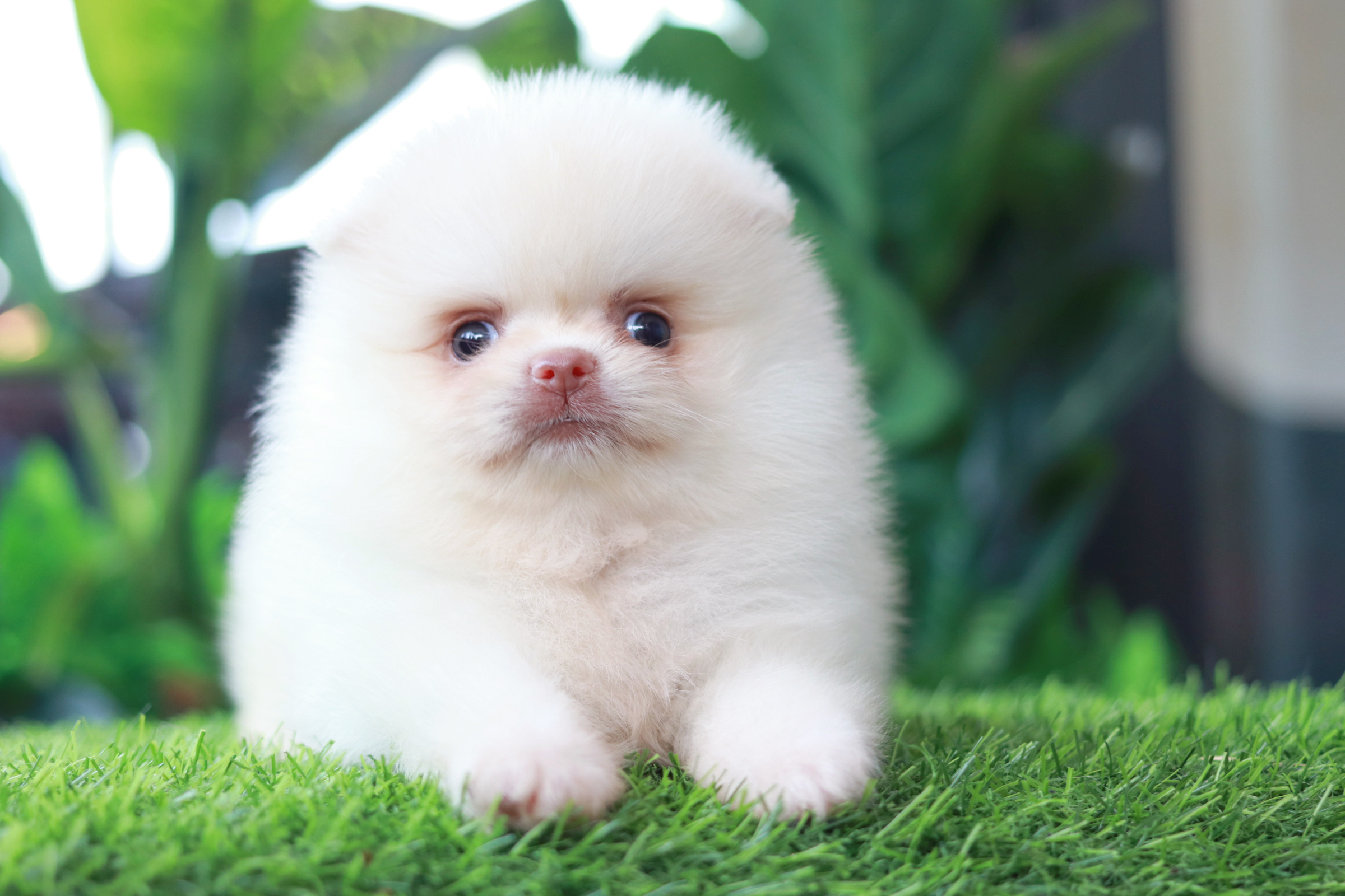 ปอมเมอเรเนียน เพศผู้สีขาว