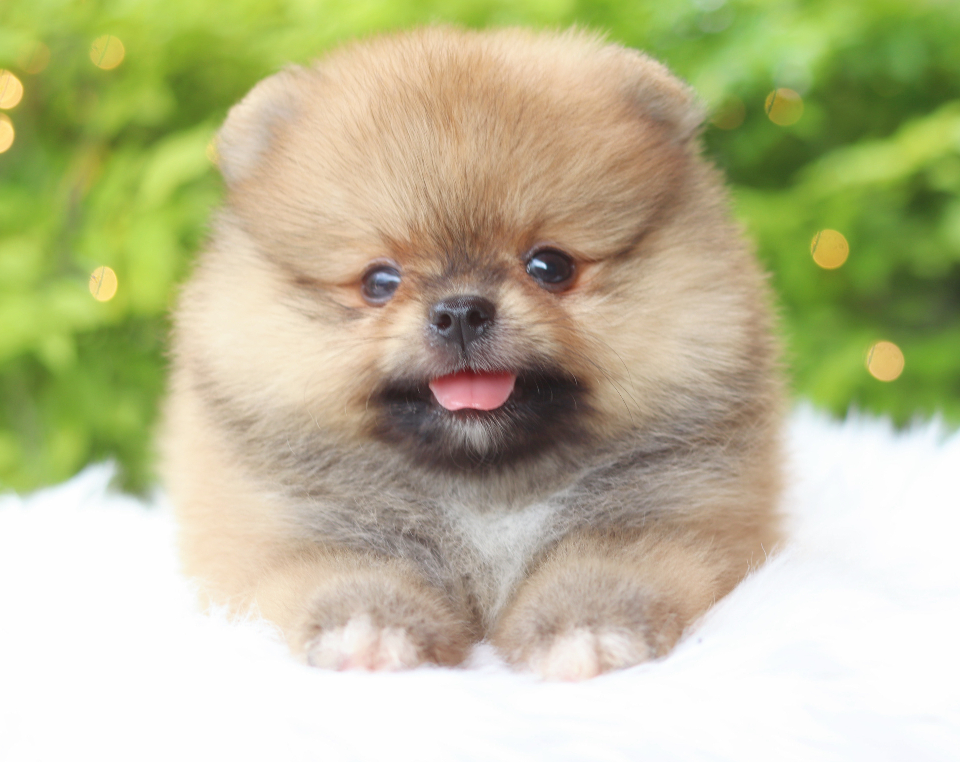 ปอมเมอเรเนียน เพศผู้ สีส้ม