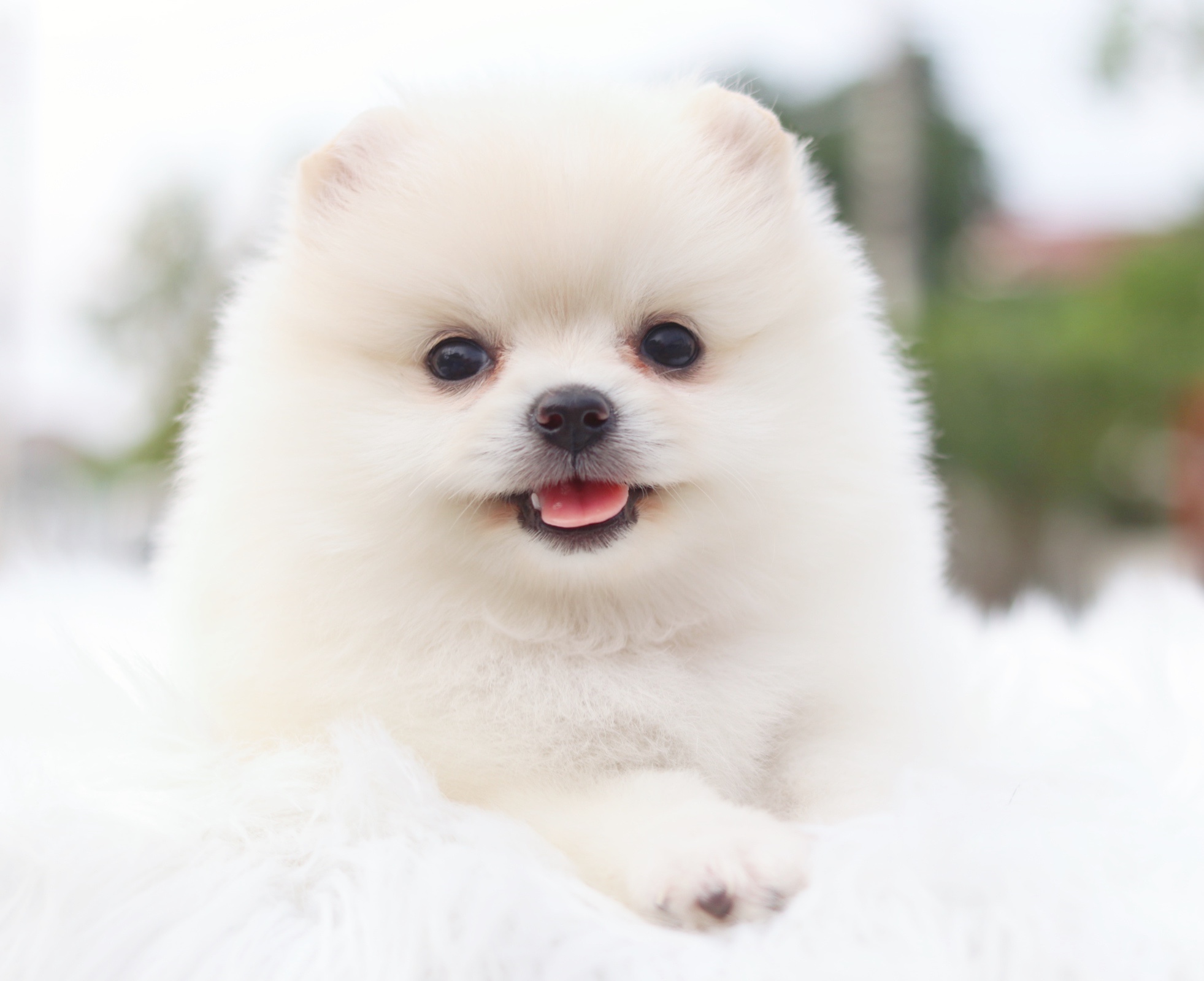 ปอมเมอเรเนียน เพศเมียสีขาวครีม