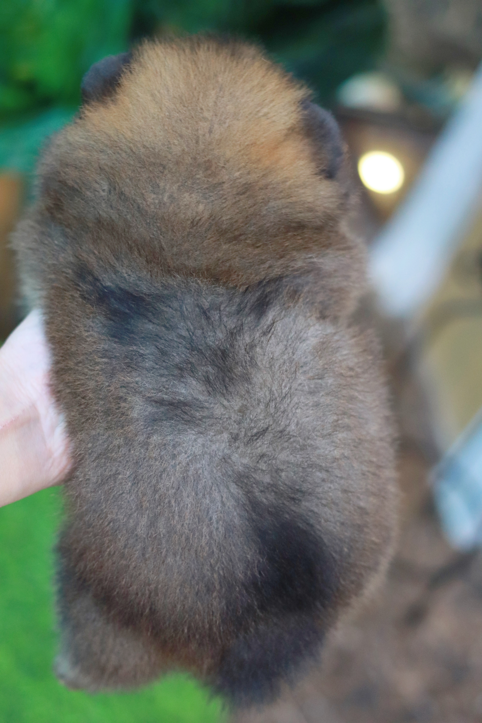 ปอมเมอเรเนียน เพศผู้สีส้ม