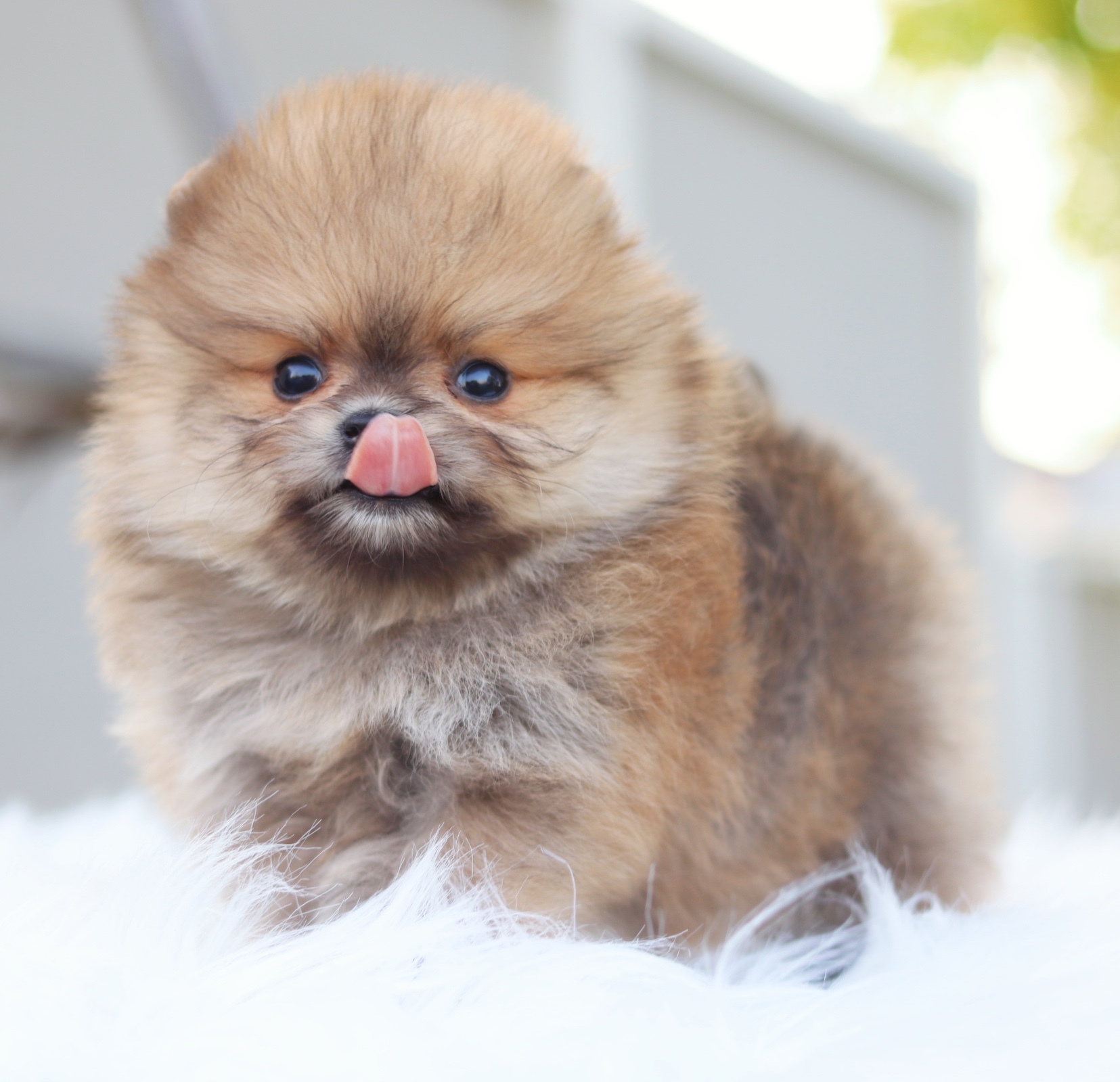 ปอมเมอเรเนียน เพศผู้ สีส้ม