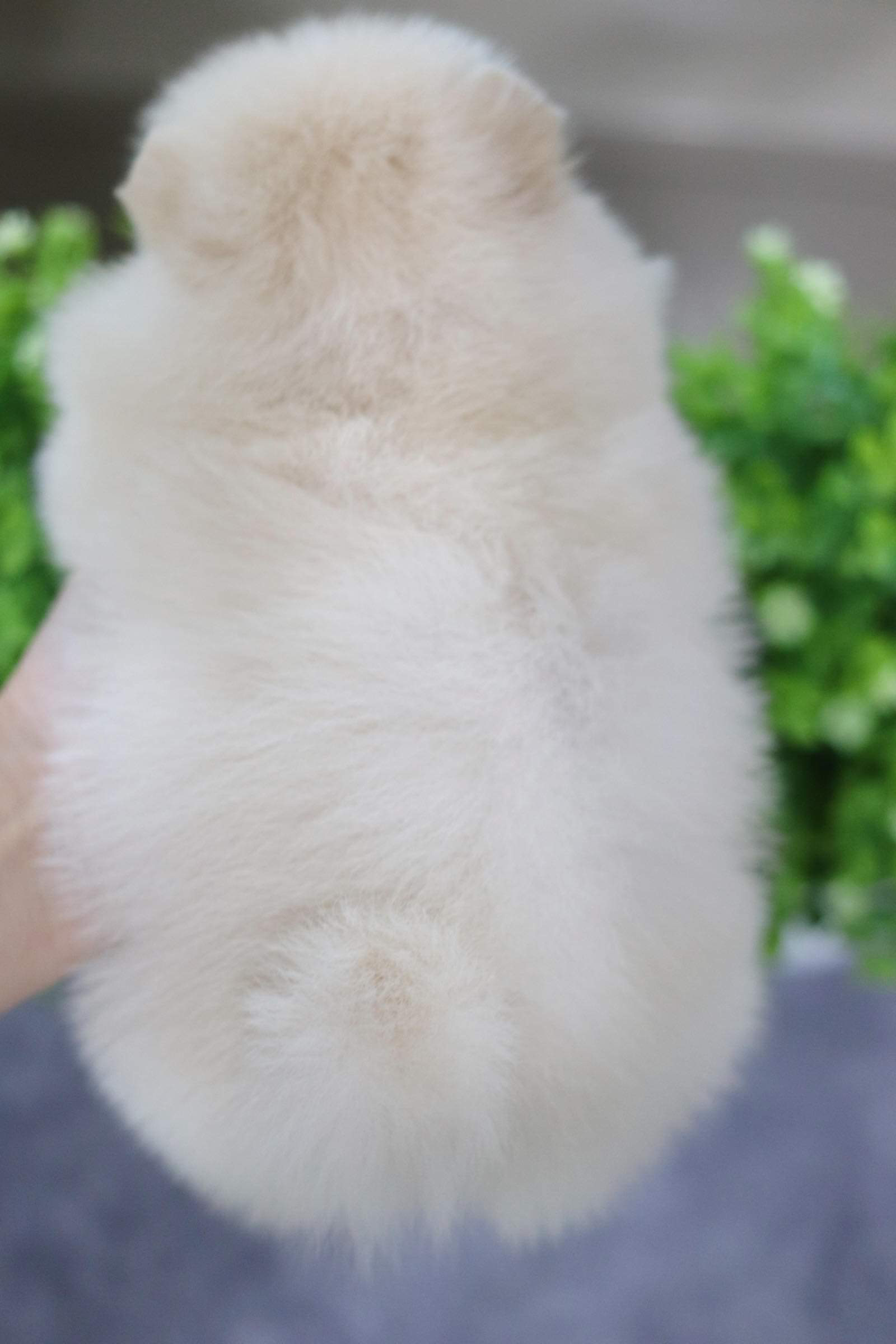 ปอมเมอเรเนียน เพศผู้