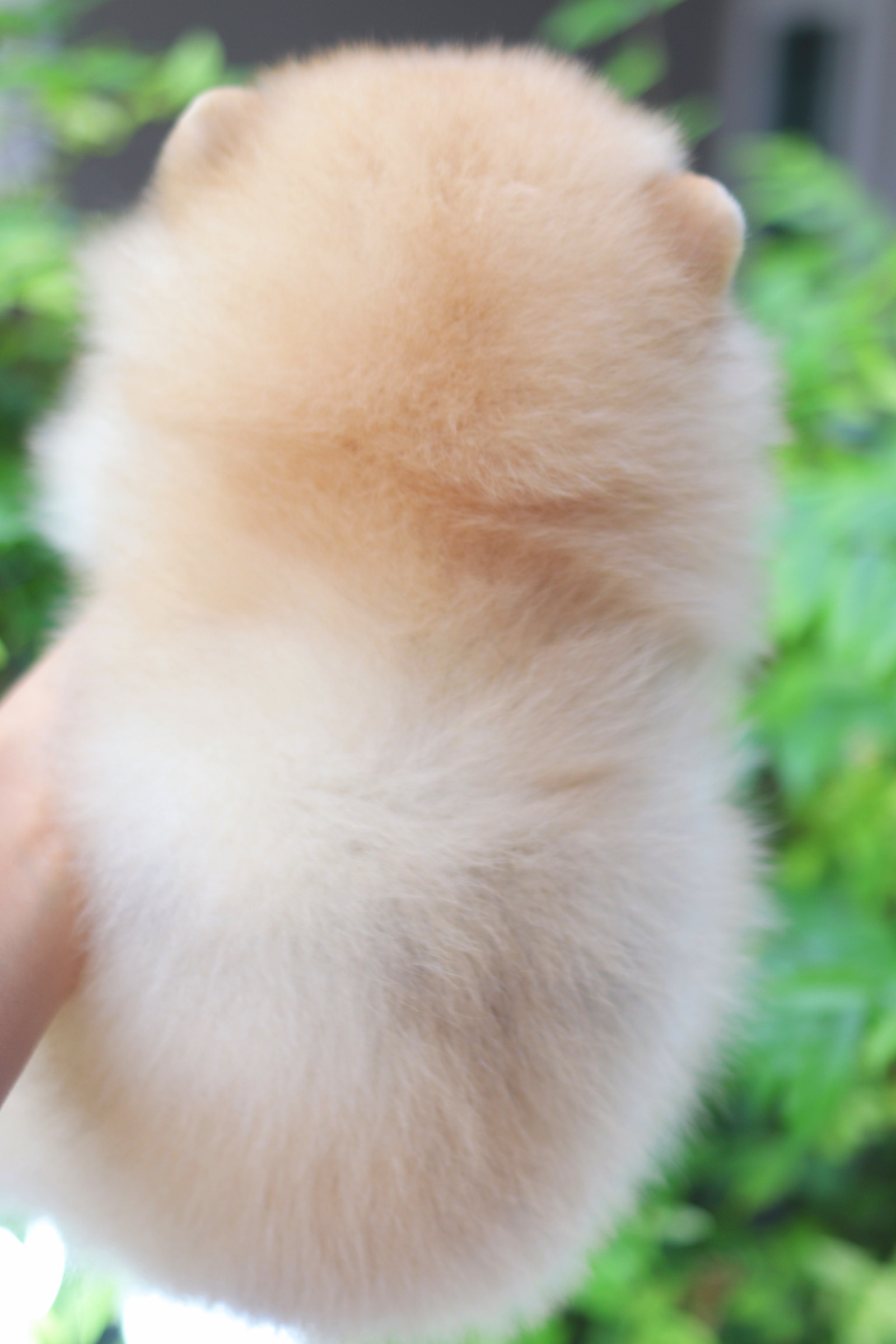 ปอมเมอเรเนียน เพศเมียสีส้ม เกรดโชว์