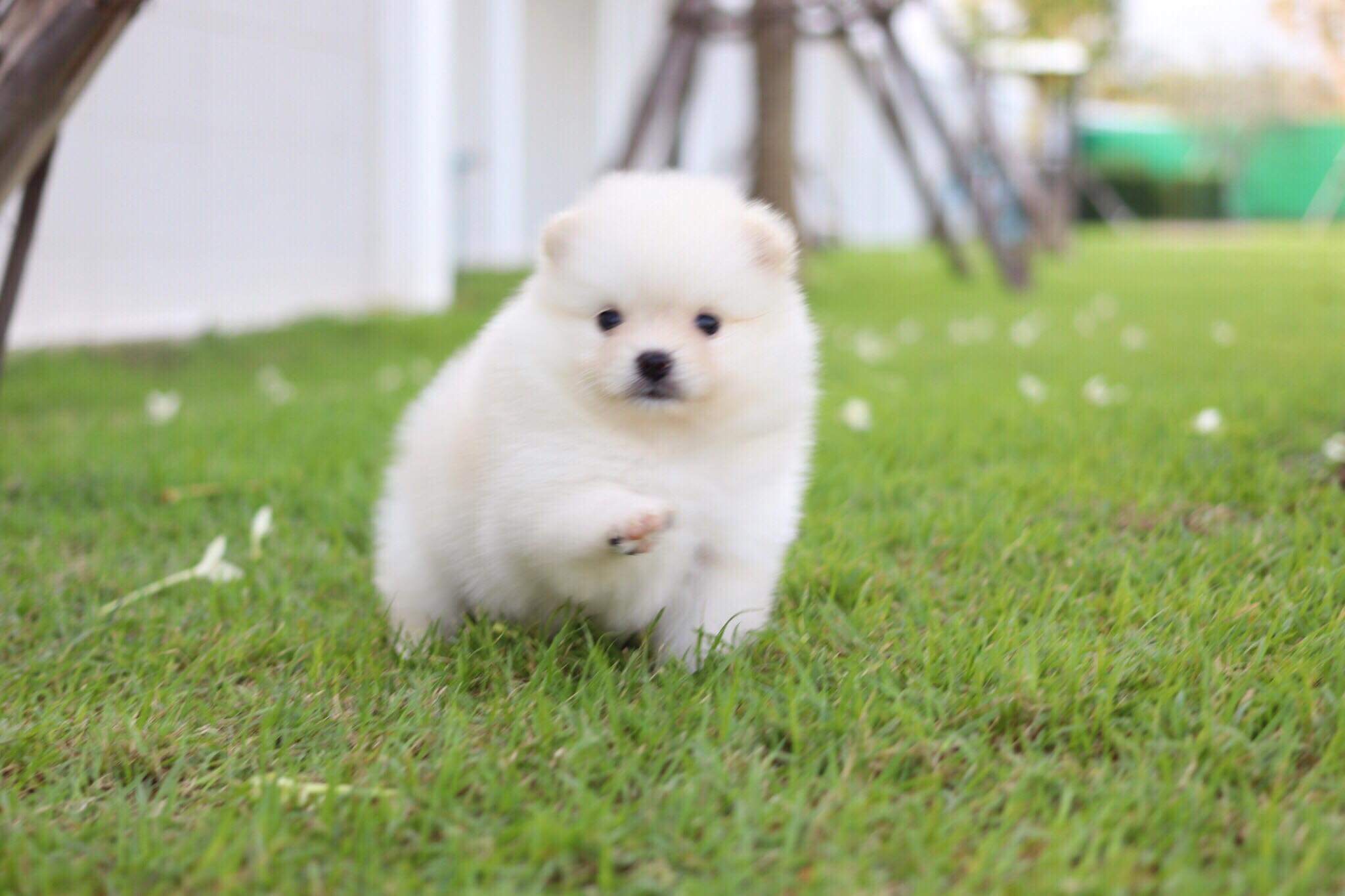 ปอมเมอเรเนียน เพศเมีย