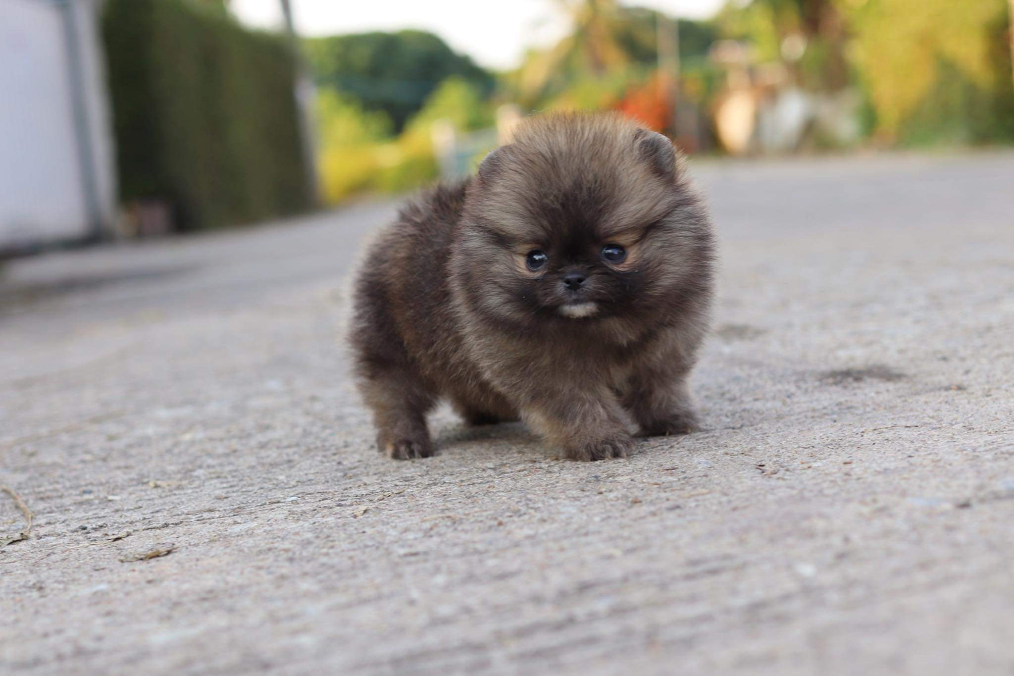 ปอมเมอเรเนียน เพศเมีย ทีคัพ