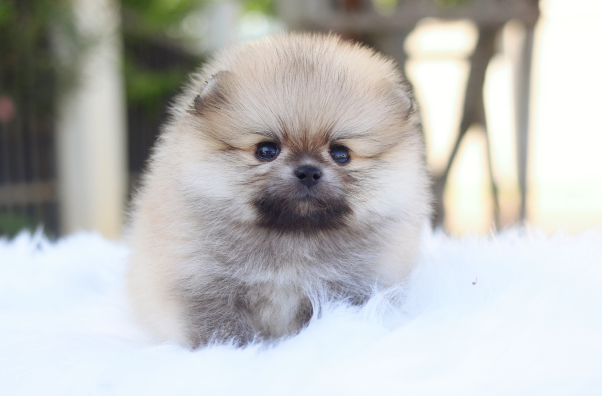 ปอมเมอเรเนียน เพศผู้สีส้ม