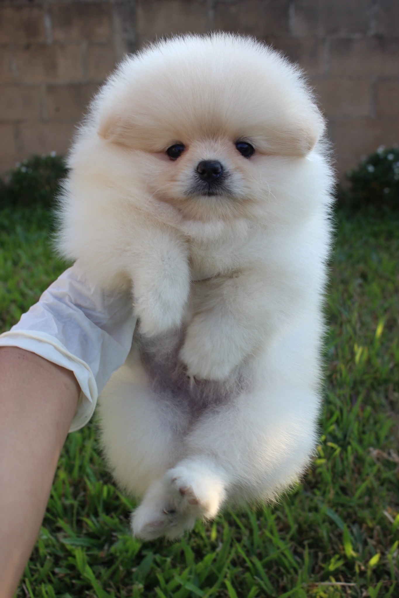 ปอมเมอเรเนียน เพศผู้ ขนแน่นสีขาวครีม