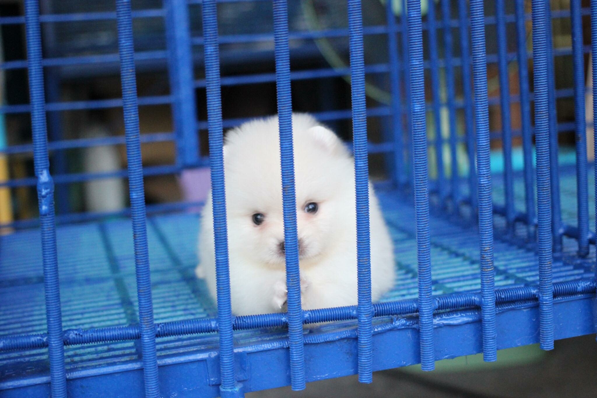 ปอมเมอเรเนียน เพศผู้