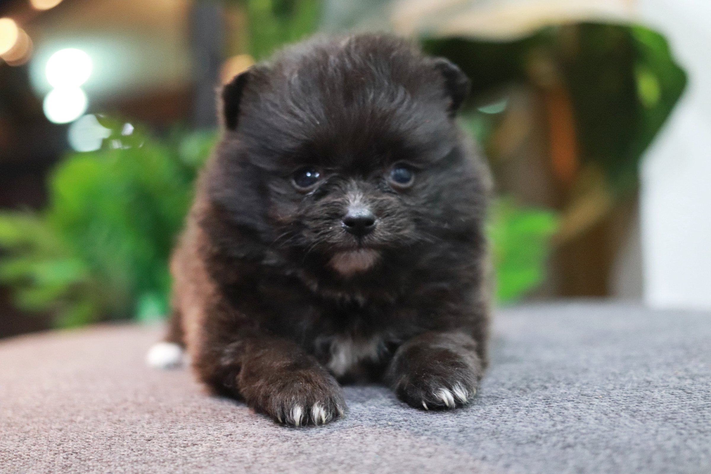 ปอมเมอเรเนียน เพศเมีย