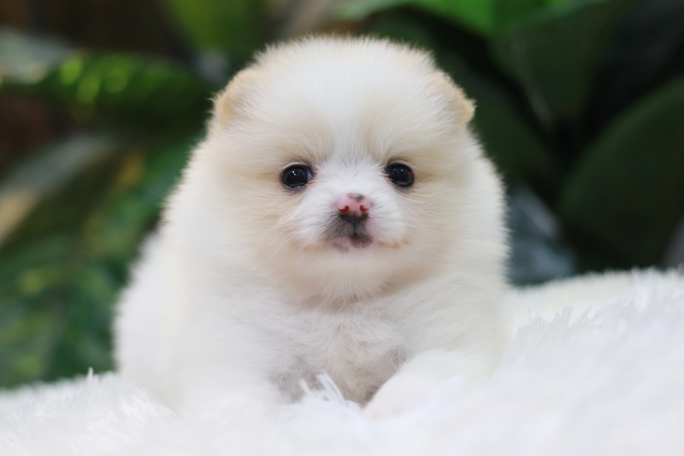 ปอมเมอเรเนียน เพศเมียสีขาวครีม