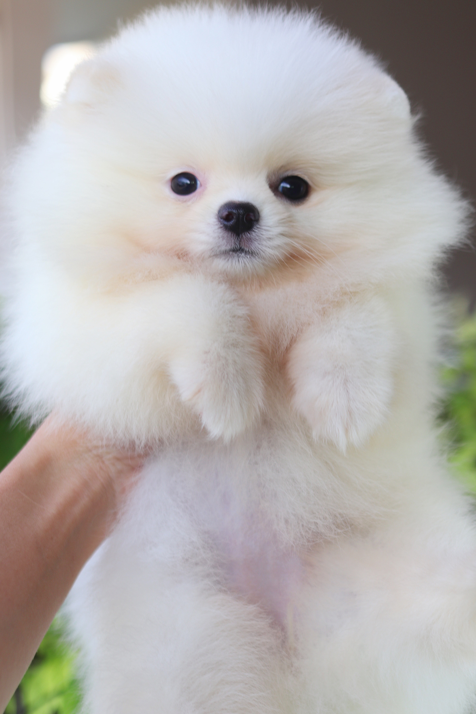 ปอมเมอเรเนียน เพศเมียสีขาวครีม