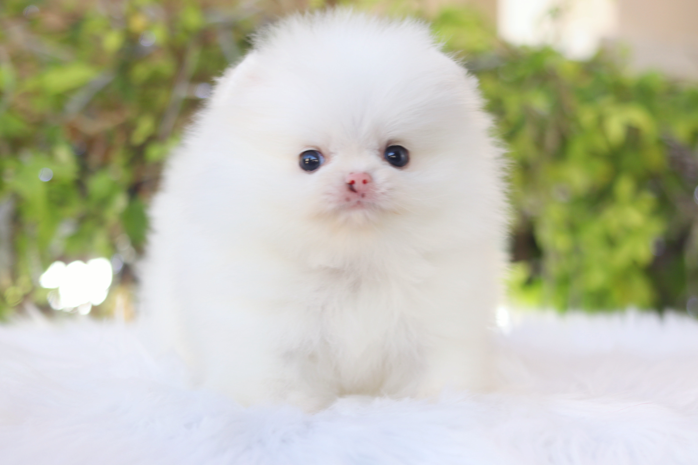 ปอมเมอเรเนียน เพศเมียสีขาว เกรดโชว์ สายเลือดเกาหลี