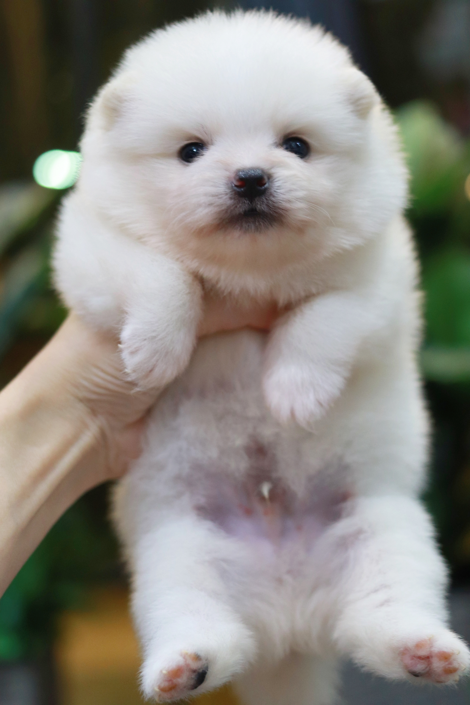 ปอมเมอเรเนียน เพศผู้ หน้าตุ๊กตา