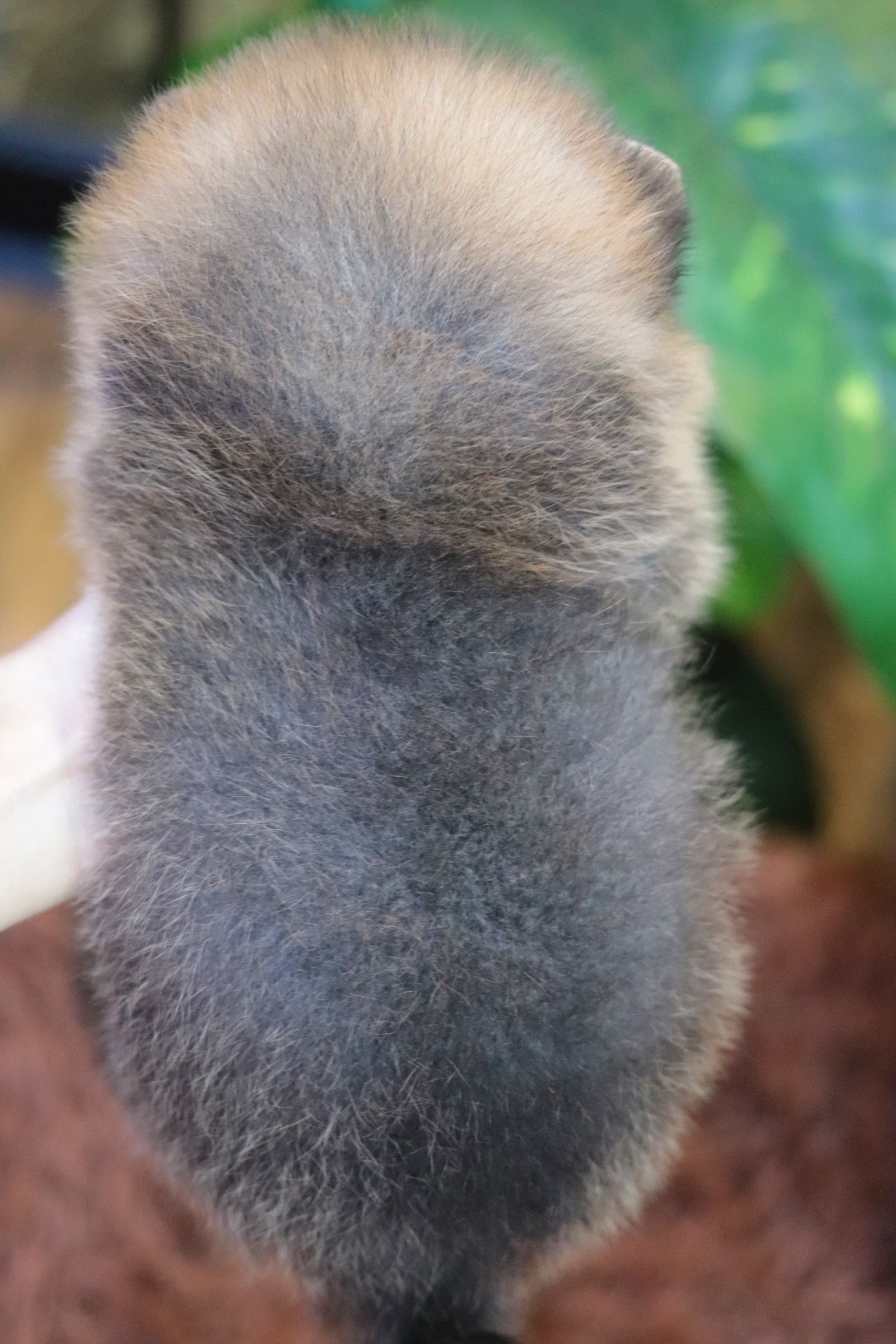 ปอมเมอเรเนียน เพศผู้สีส้ม