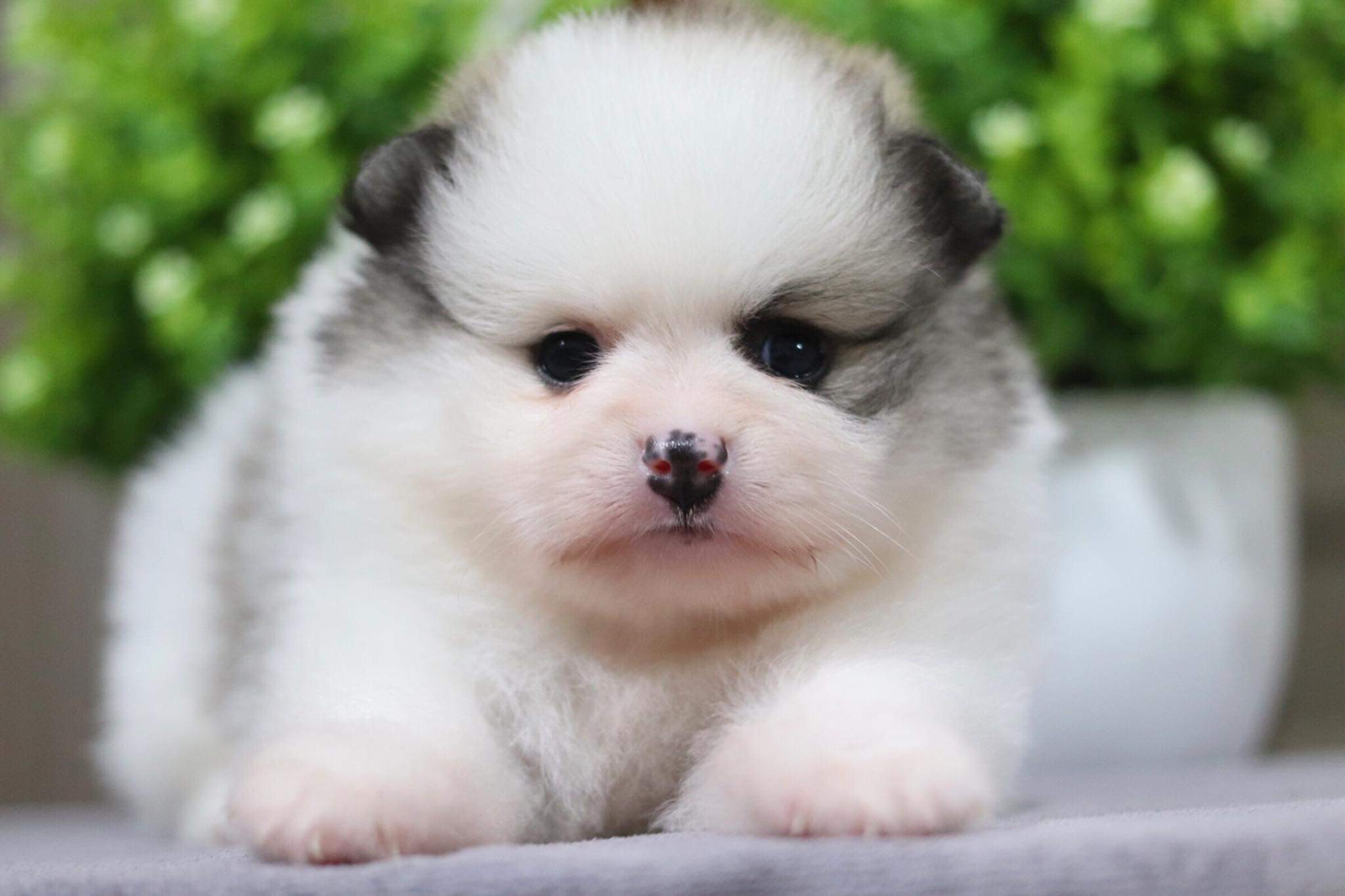 ปอมเมอเรเนียน เพศเมีย