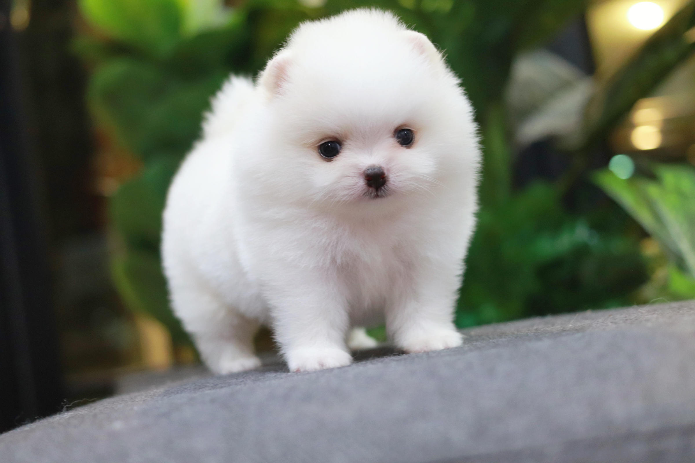 ปอมเมอเรเนียน เพศผู้