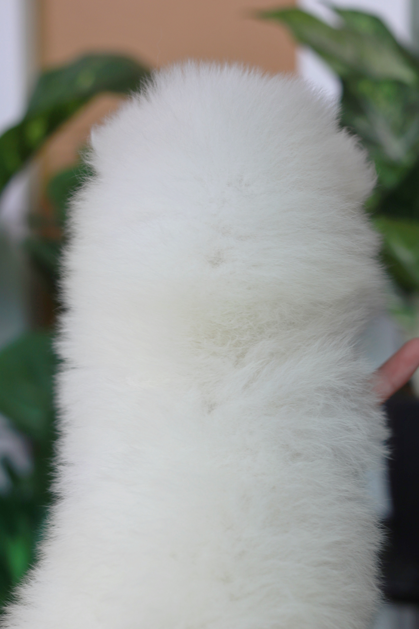 ปอมเมอเรเนียน เพศผู้ ขาวขนแน่นๆน่ารัก