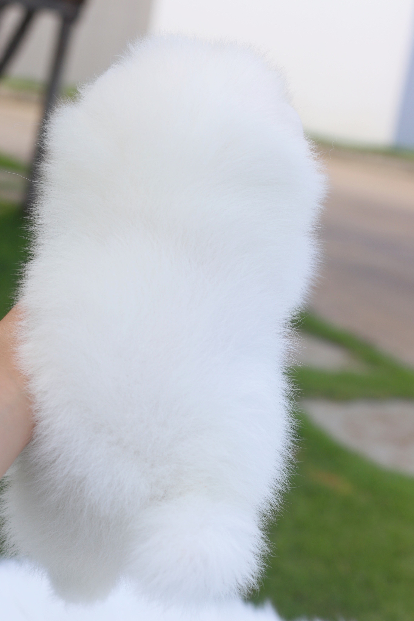 ปอมเมอเรเนียน เพศเมียสีขาว เกรดโชว์ พร้อมใบเพ็ดเต็มใบ