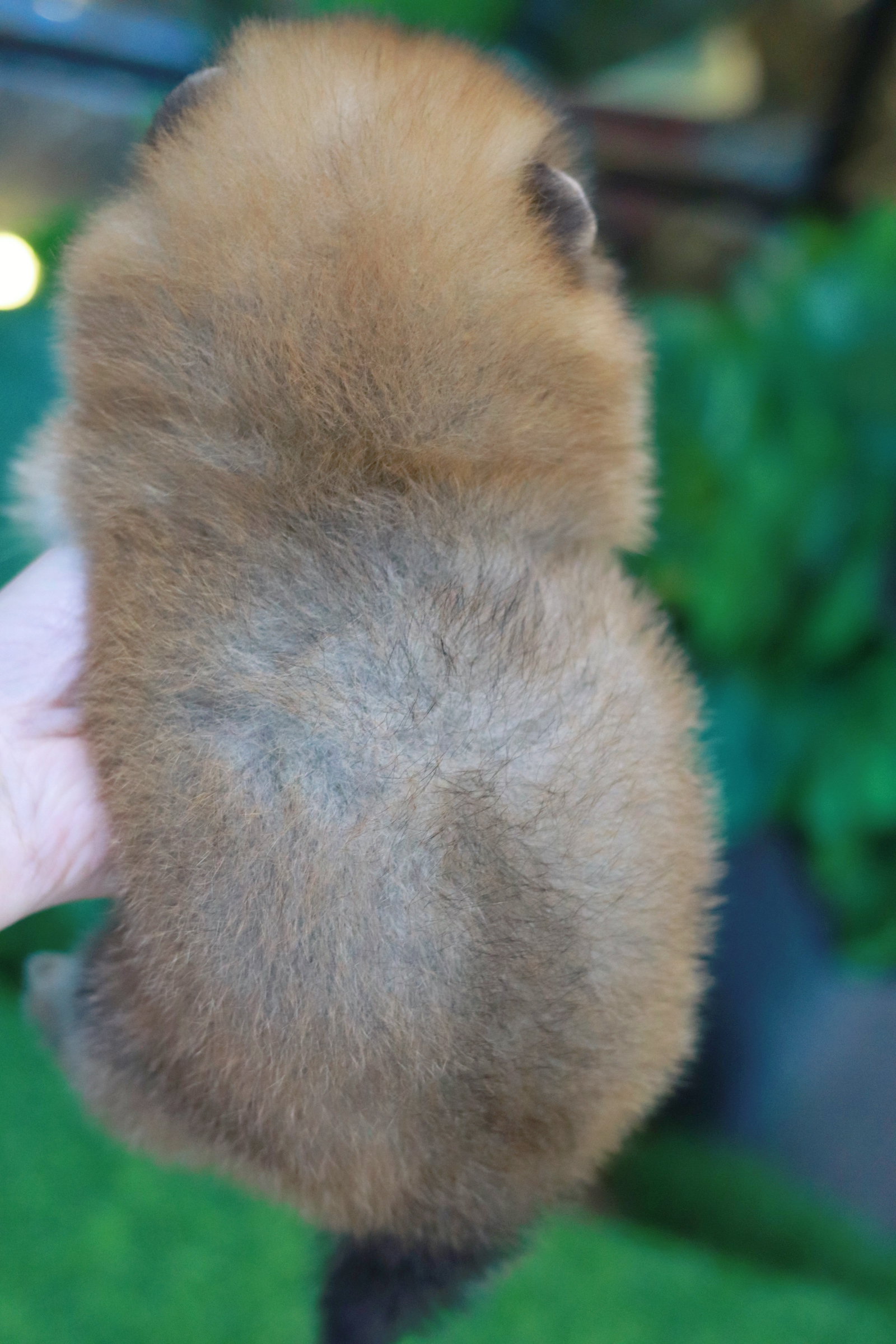 ปอมเมอเรเนียน เพศผู้สีส้มขนแน่น