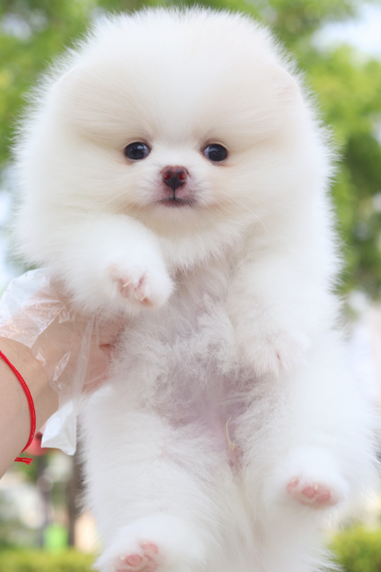 ปอมเมอเรเนียน เพศเมียสีขาวครีม