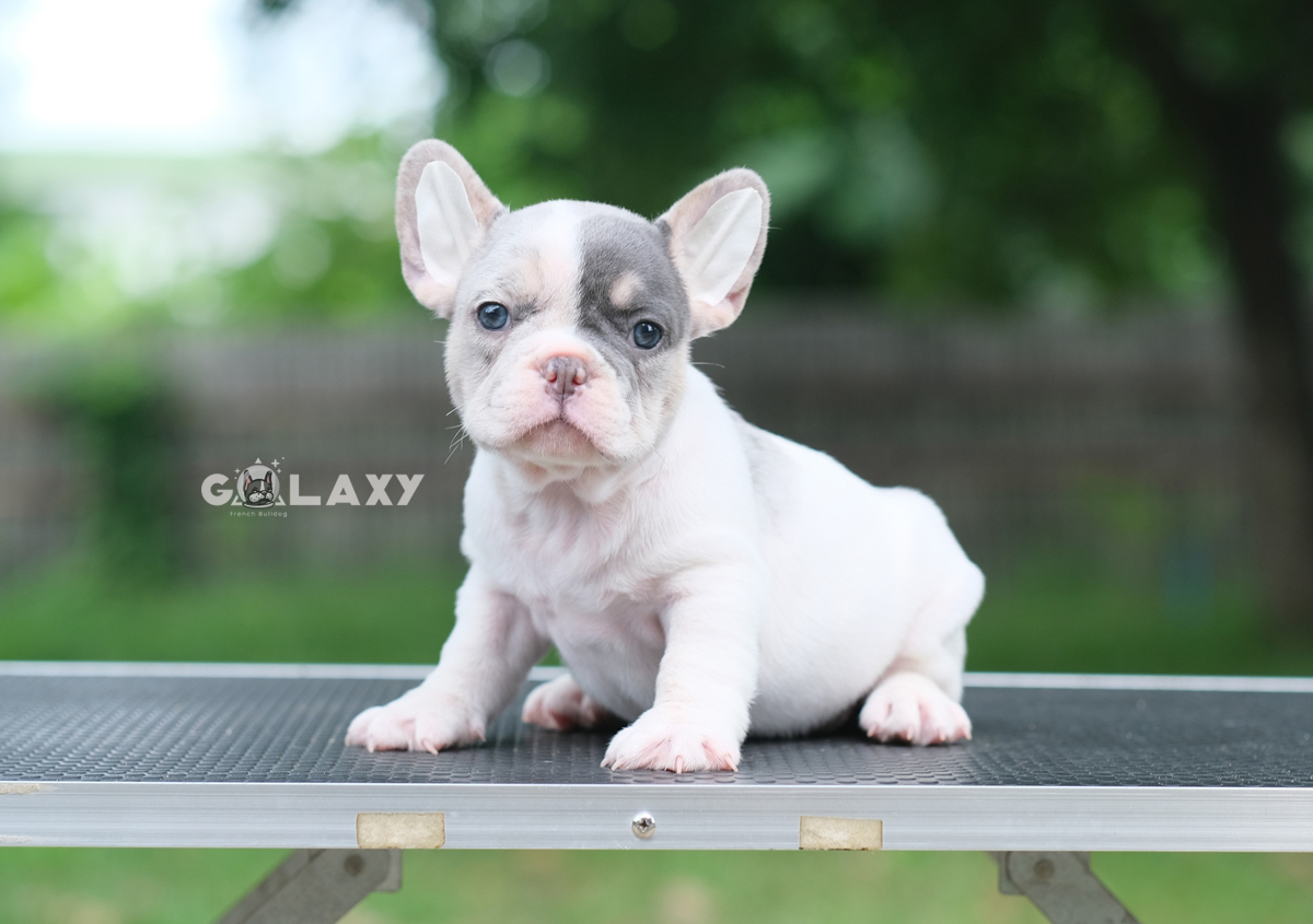เพศผู้ สีบลูเมอร์แทนพาย สีพิเศษมี4สีในตัว ทั้งสีบลู สีเมอร์ สีแทน และสีพาย พิเศษแบบนี้ไม่ได้เกิดขึ้นง่ายๆ ใครอยากได้ลูกชายแบบลิมิเต็ดไม่ซ้ำใคร ติดต่อได้ค่ะ 0929918888