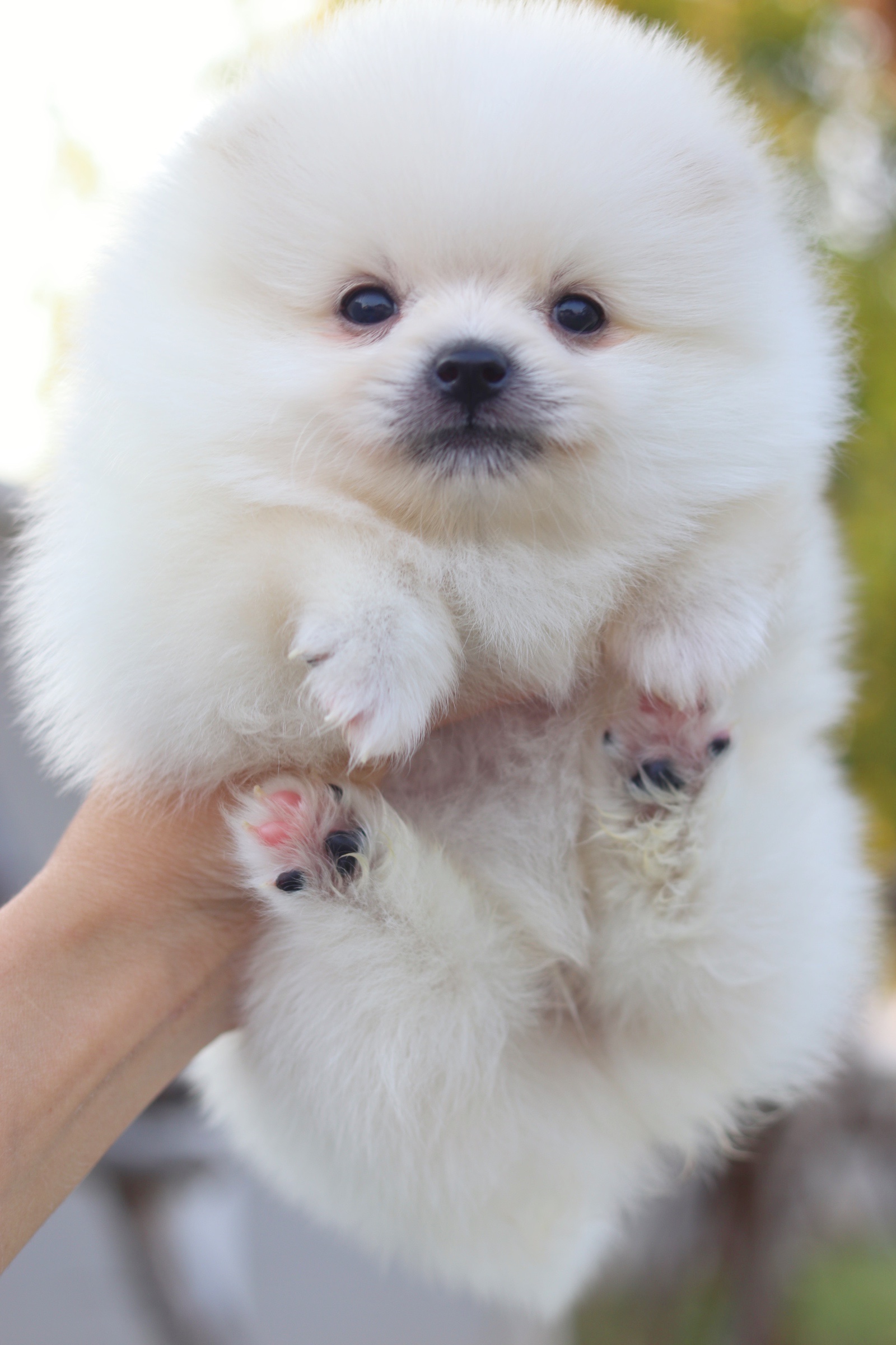 ปอมเมอเรเนียน เพศผู้ สีขาวครีม