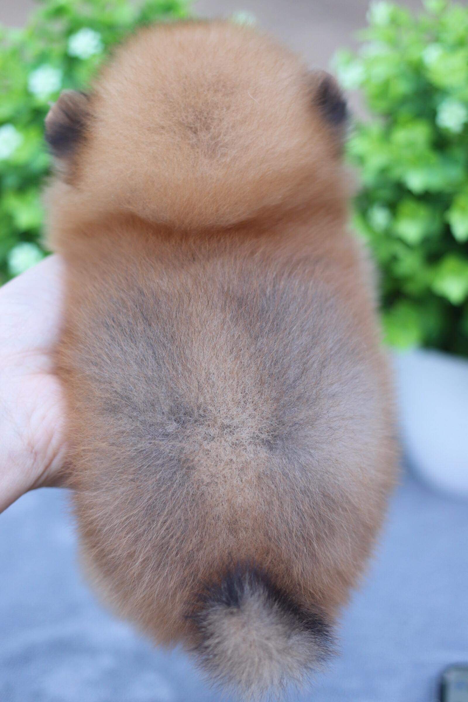 ปอมเมอเรเนียน เพศผู้