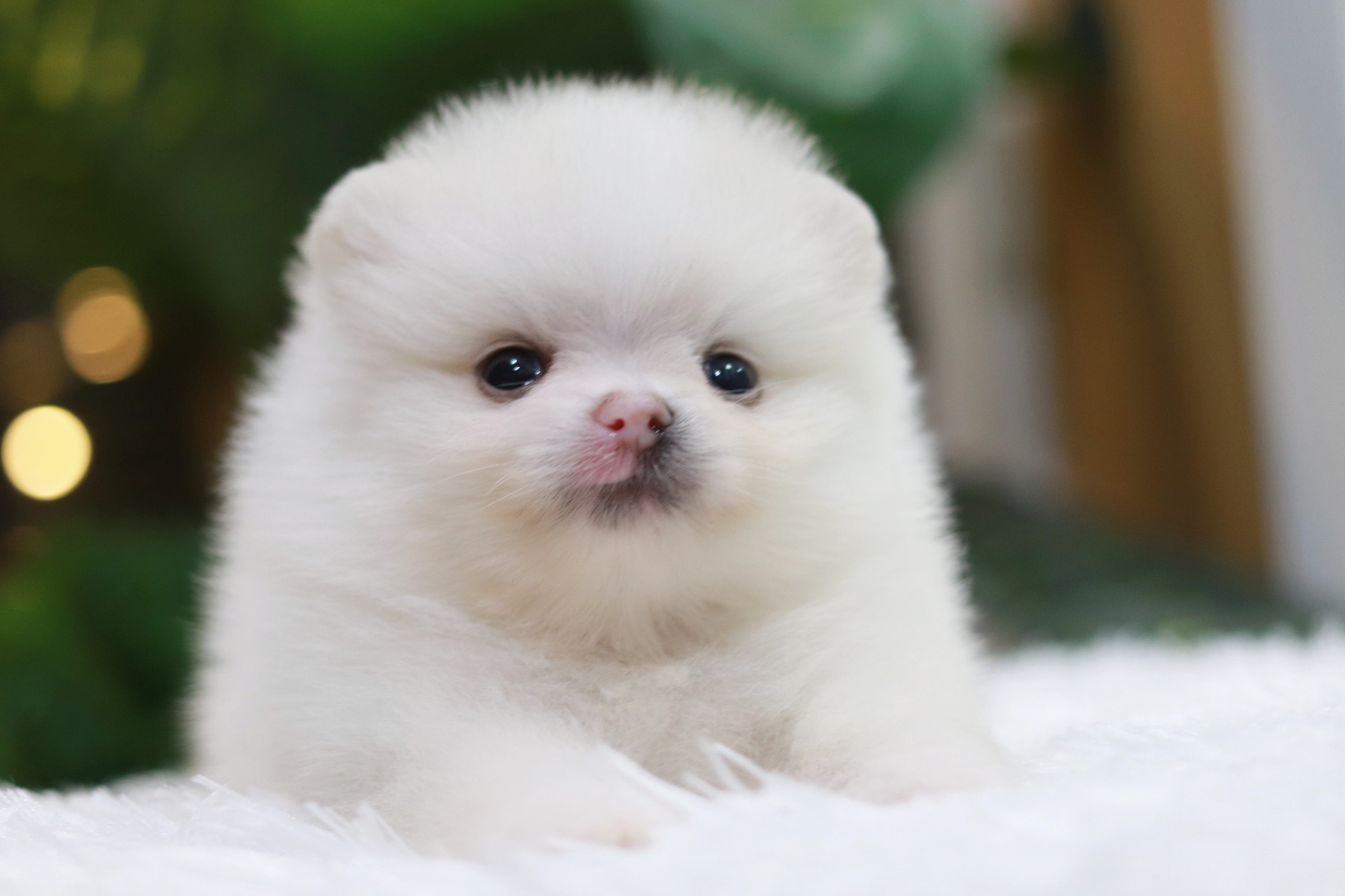 ปอมเมอเรเนียน เพศผู้ ขาว